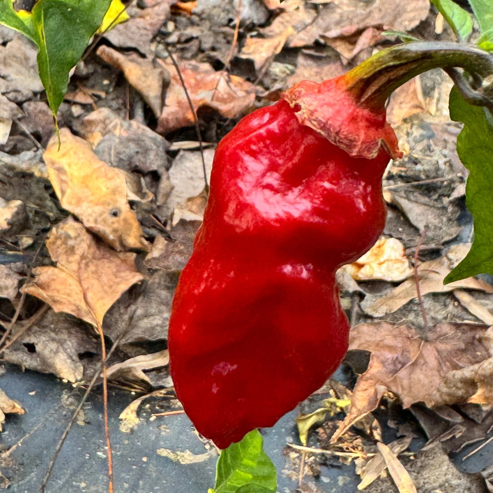 Adrenalina Red - Seeds - Image 4