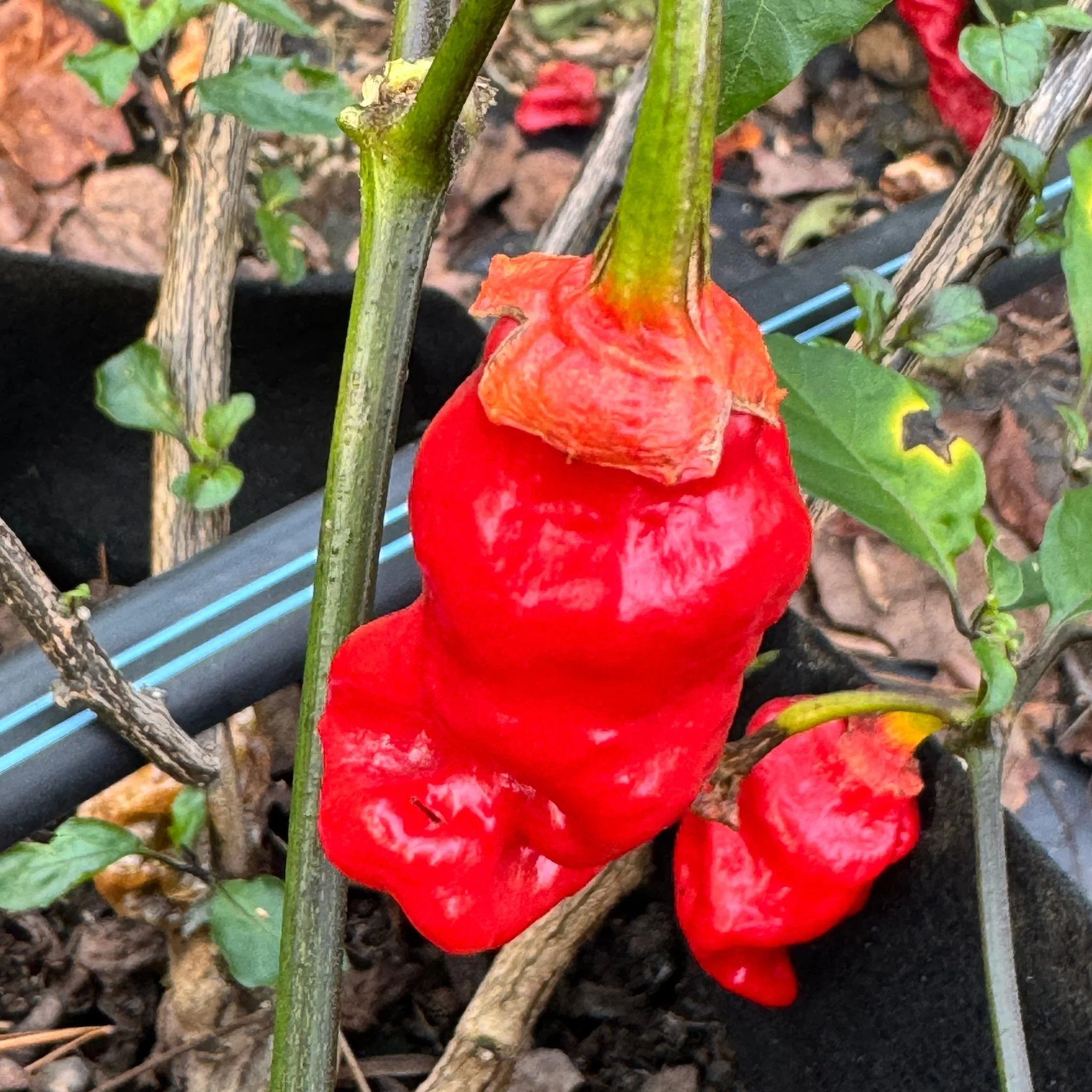Adrenalina Red - Seeds - Image 5