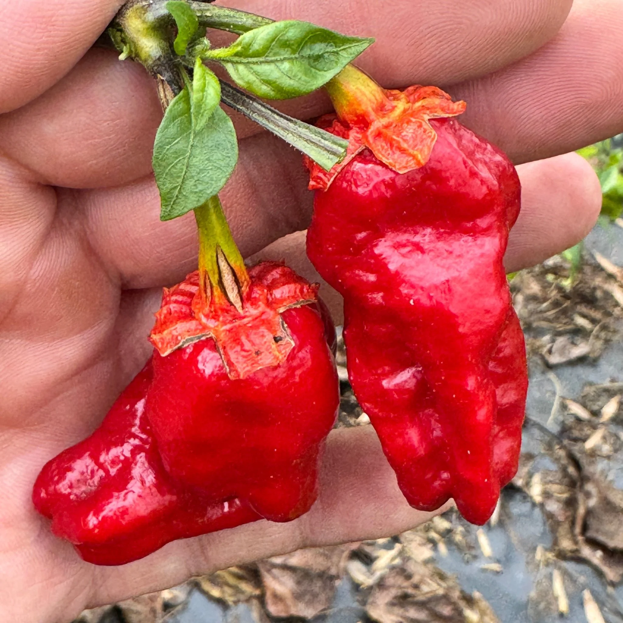 Adrenalina Red - Seeds - Image 6