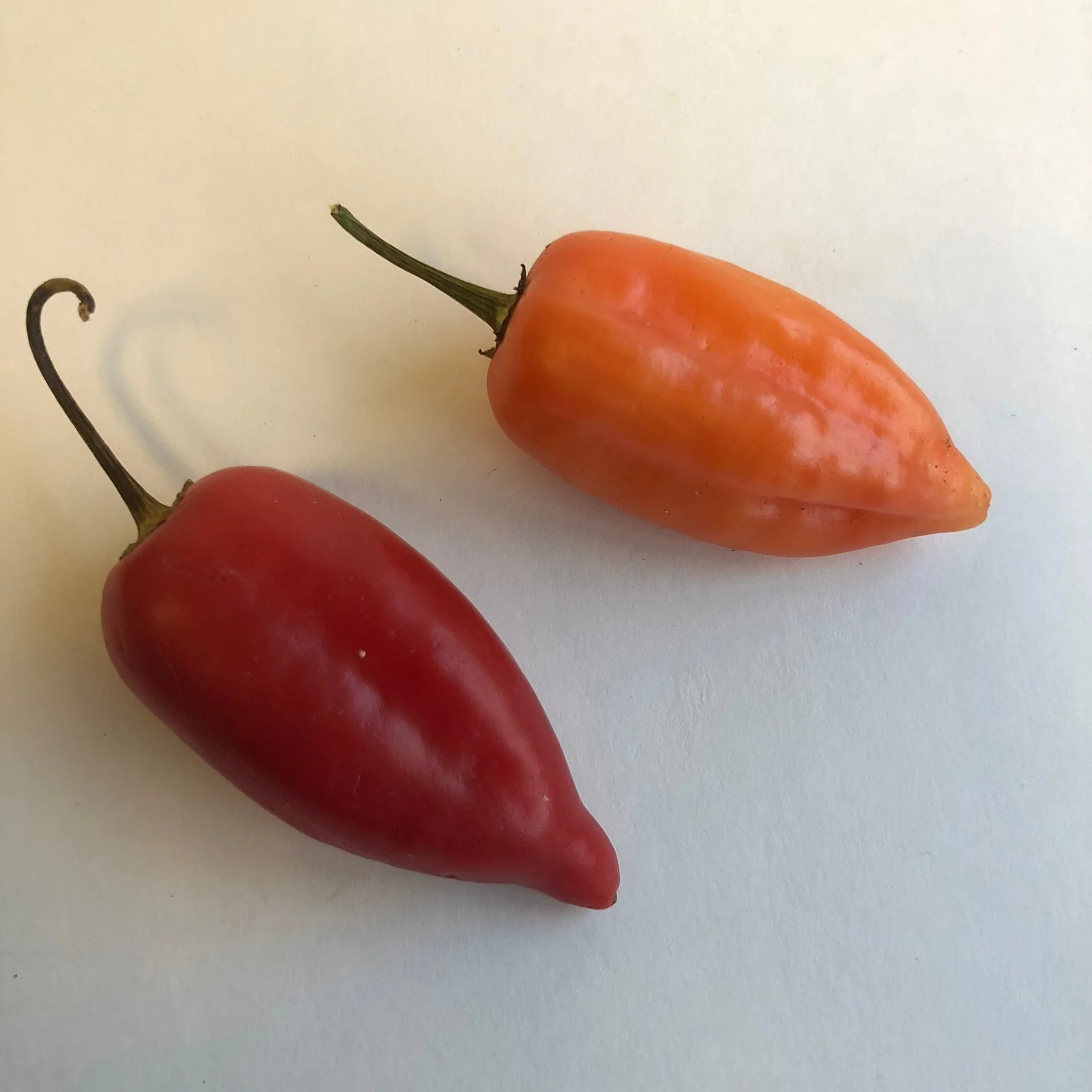 Aji Benito - Seeds - Image 2