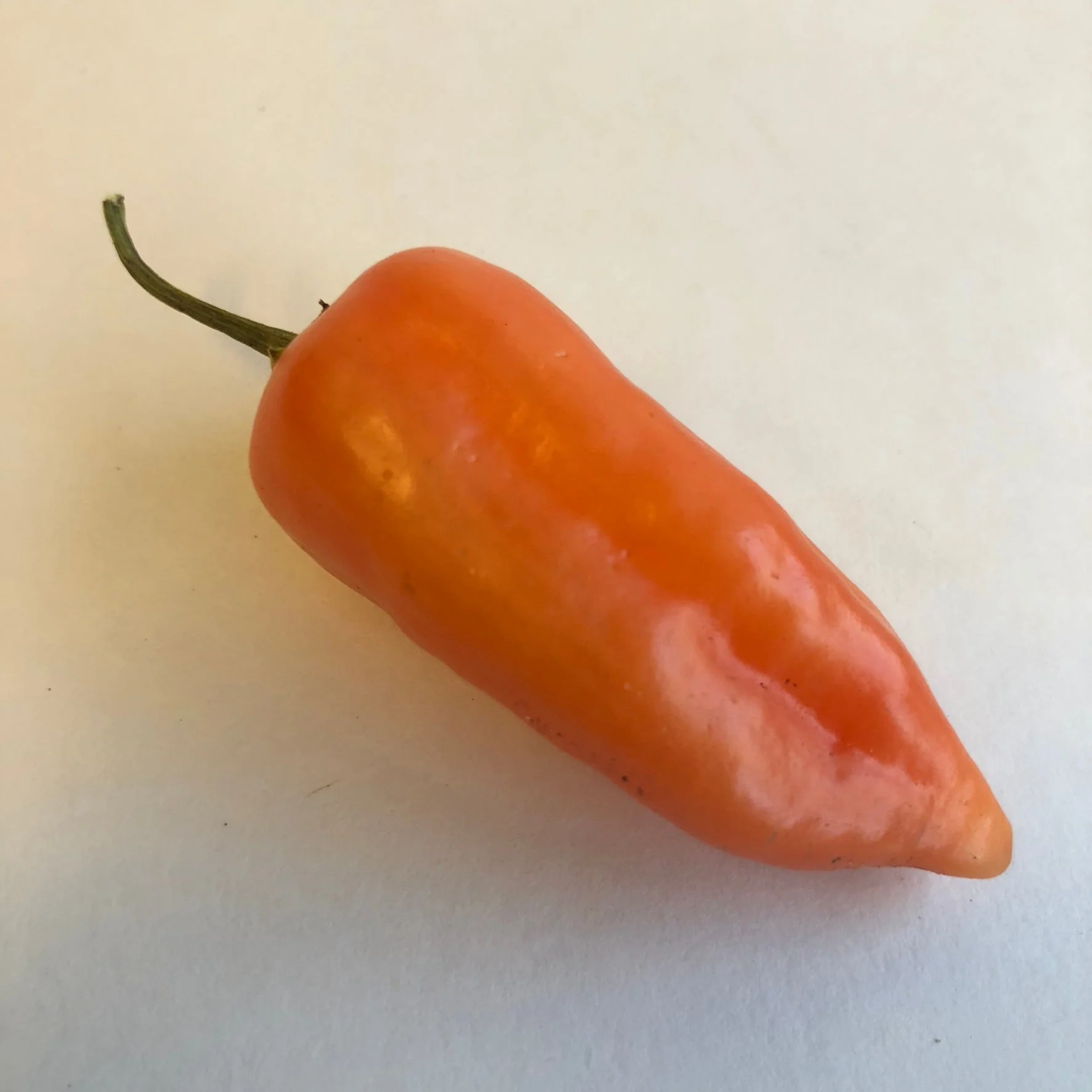 Aji Benito - Seeds - Image 3