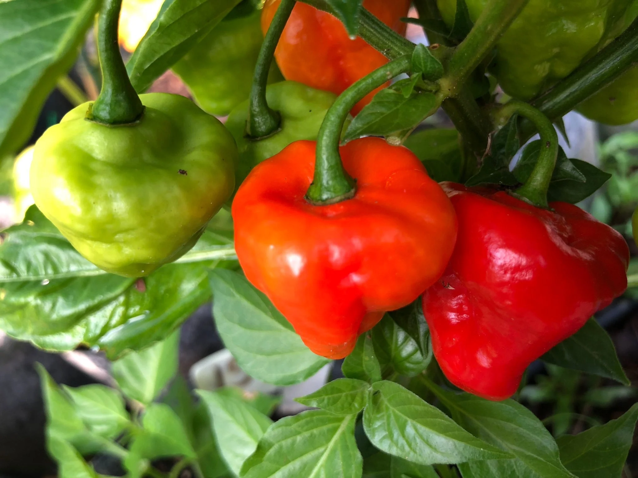 Aji Cachucha - Seeds - Image 2