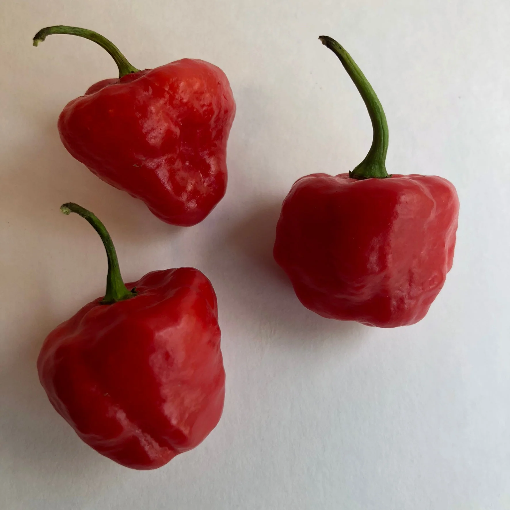 Aji Cachucha - Seeds - Image 3