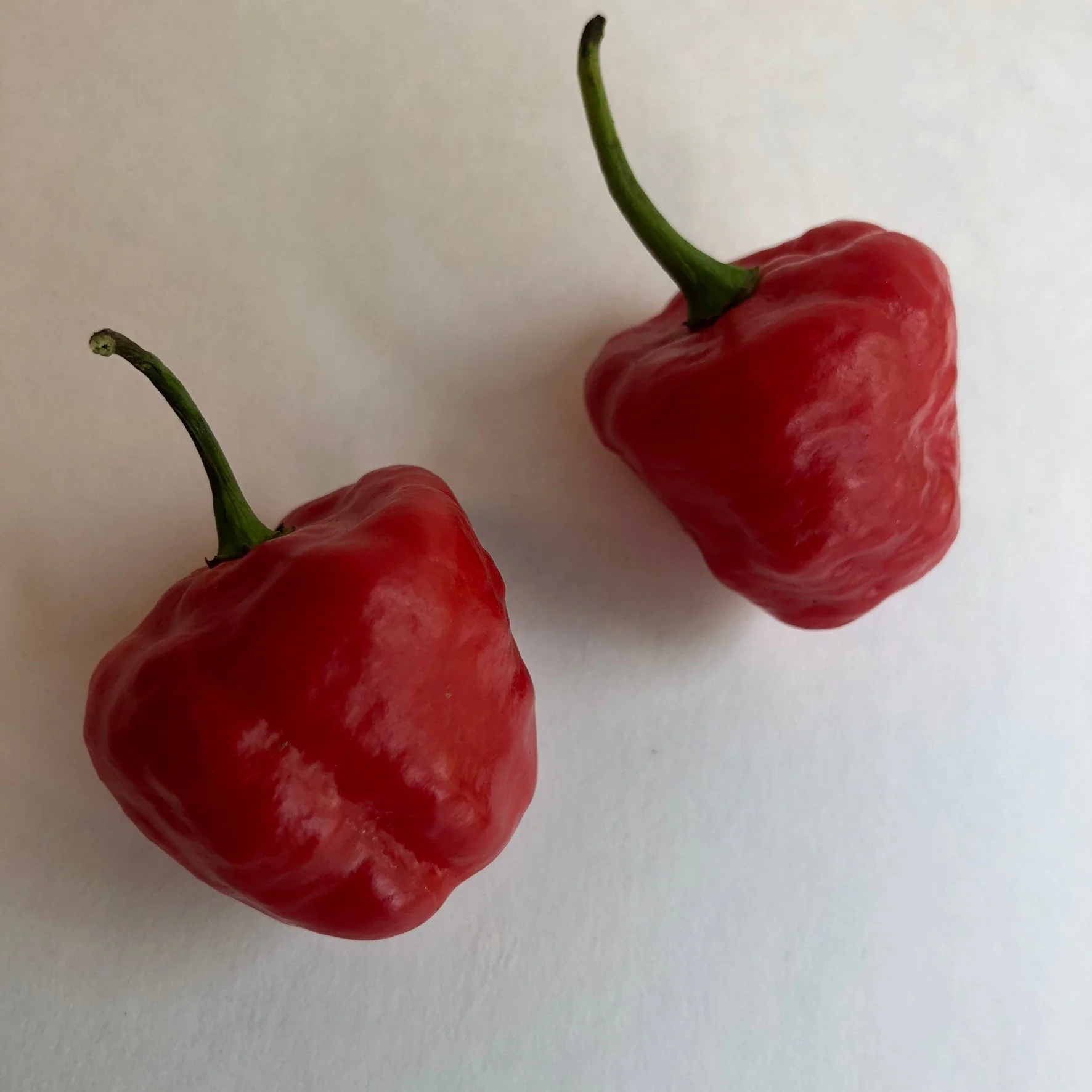 Aji Cachucha - Seeds - Image 4