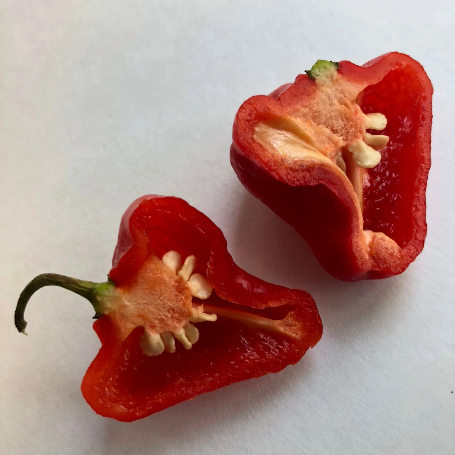 Aji Cachucha - Seeds - Image 5
