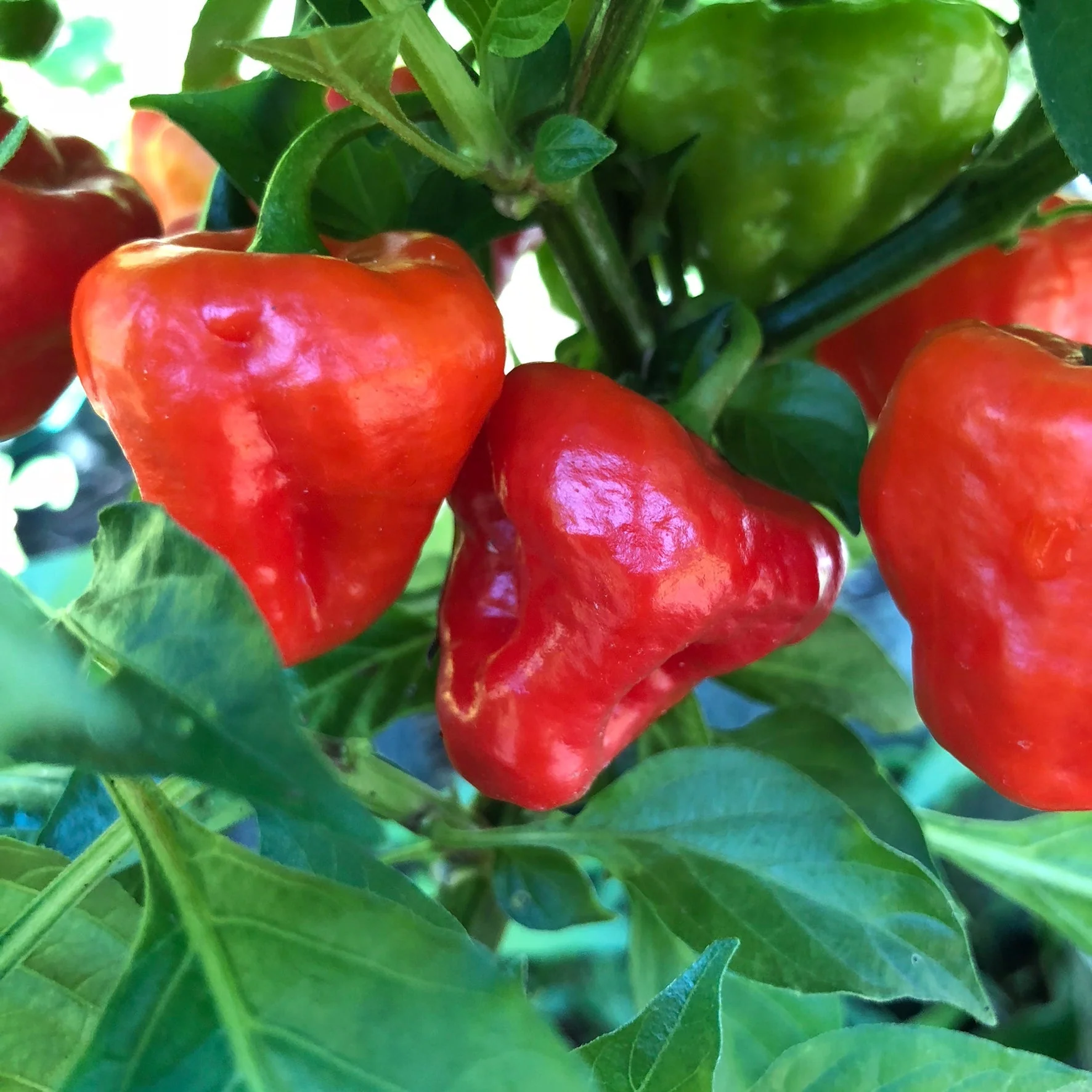 Aji Cachucha - Seeds - Image 6