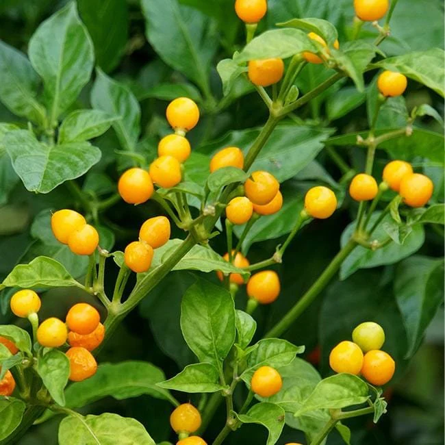 Aji Charapita Pepper Seeds - Image 3