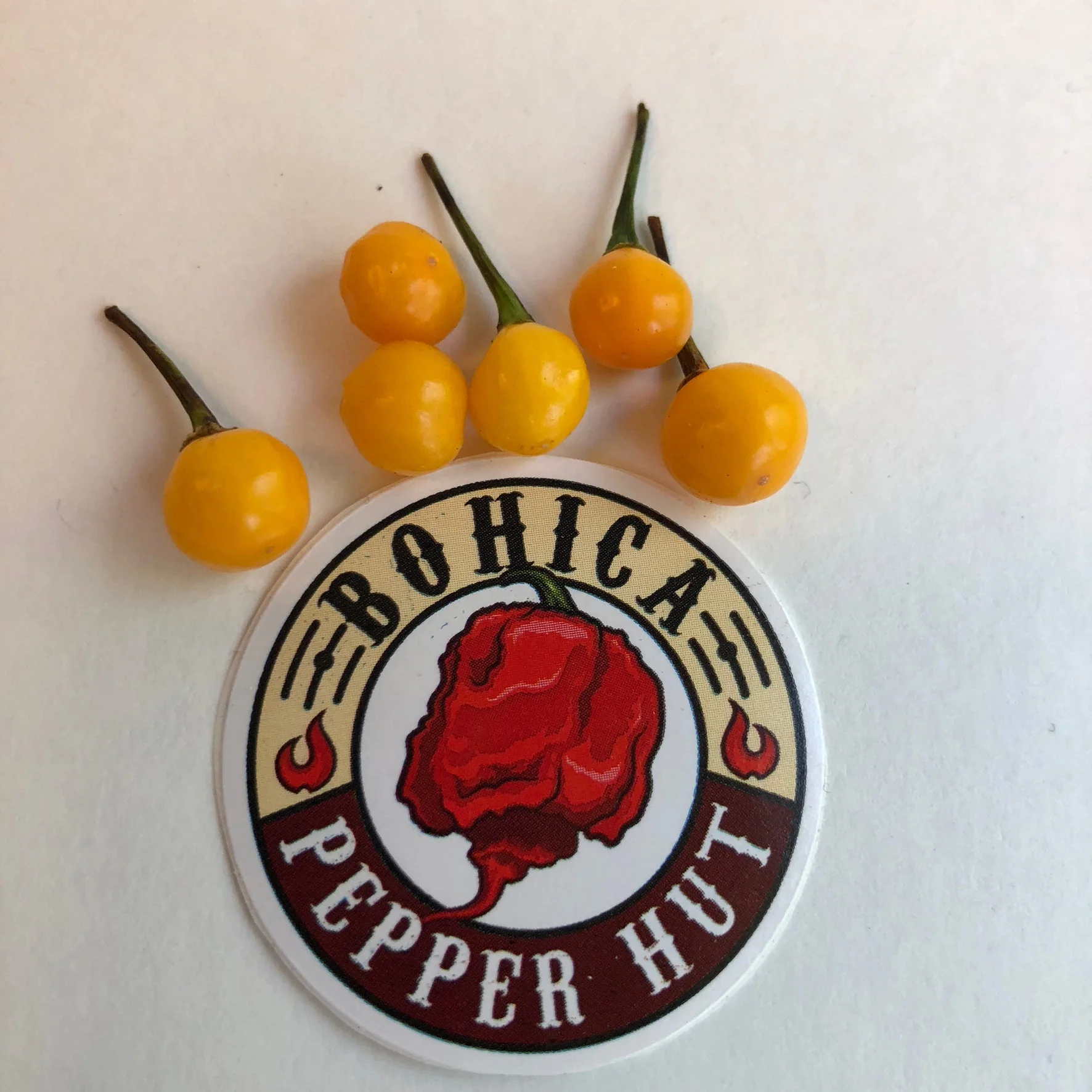 Aji Charapita - Seeds - Image 2