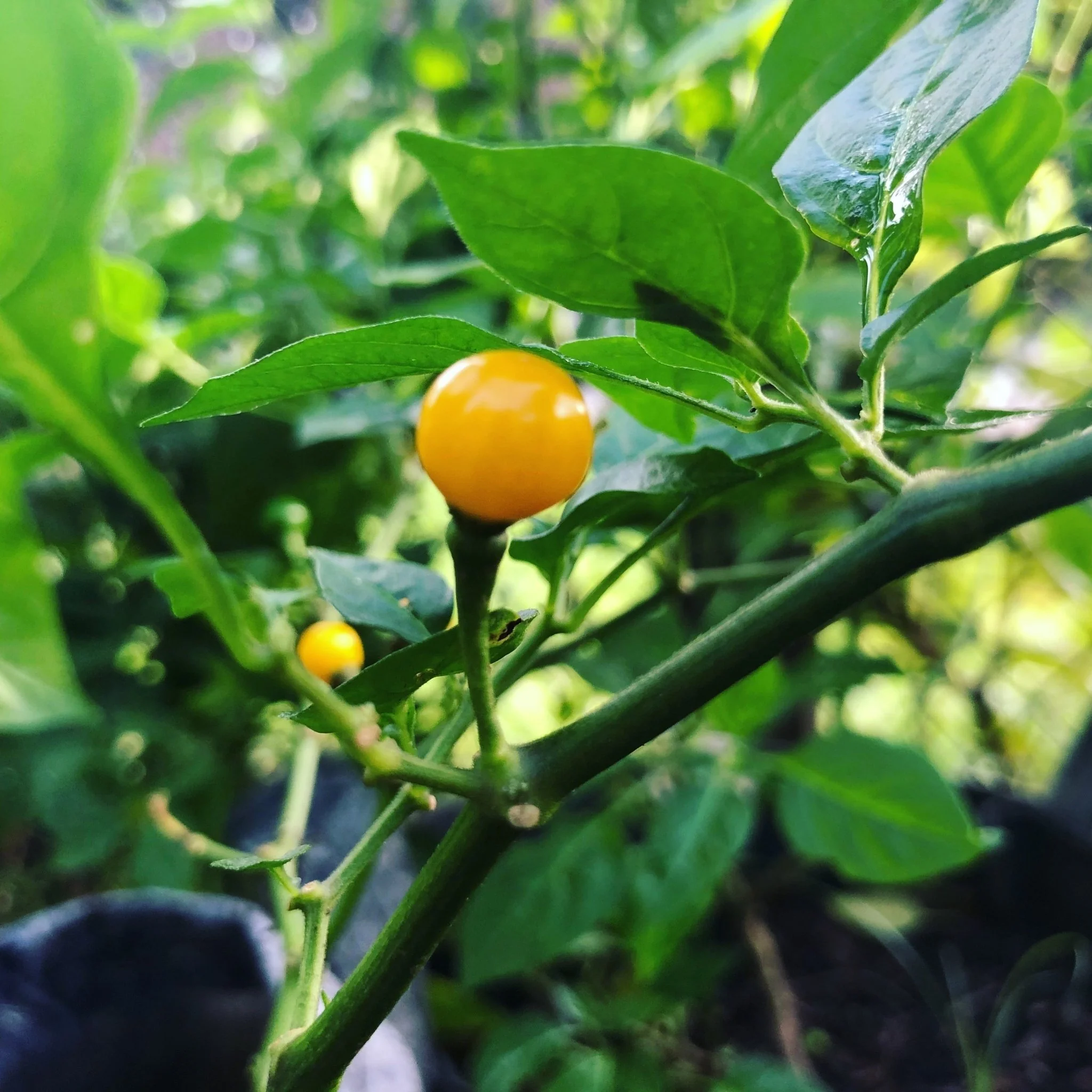 Aji Charapita - Seeds - Image 3