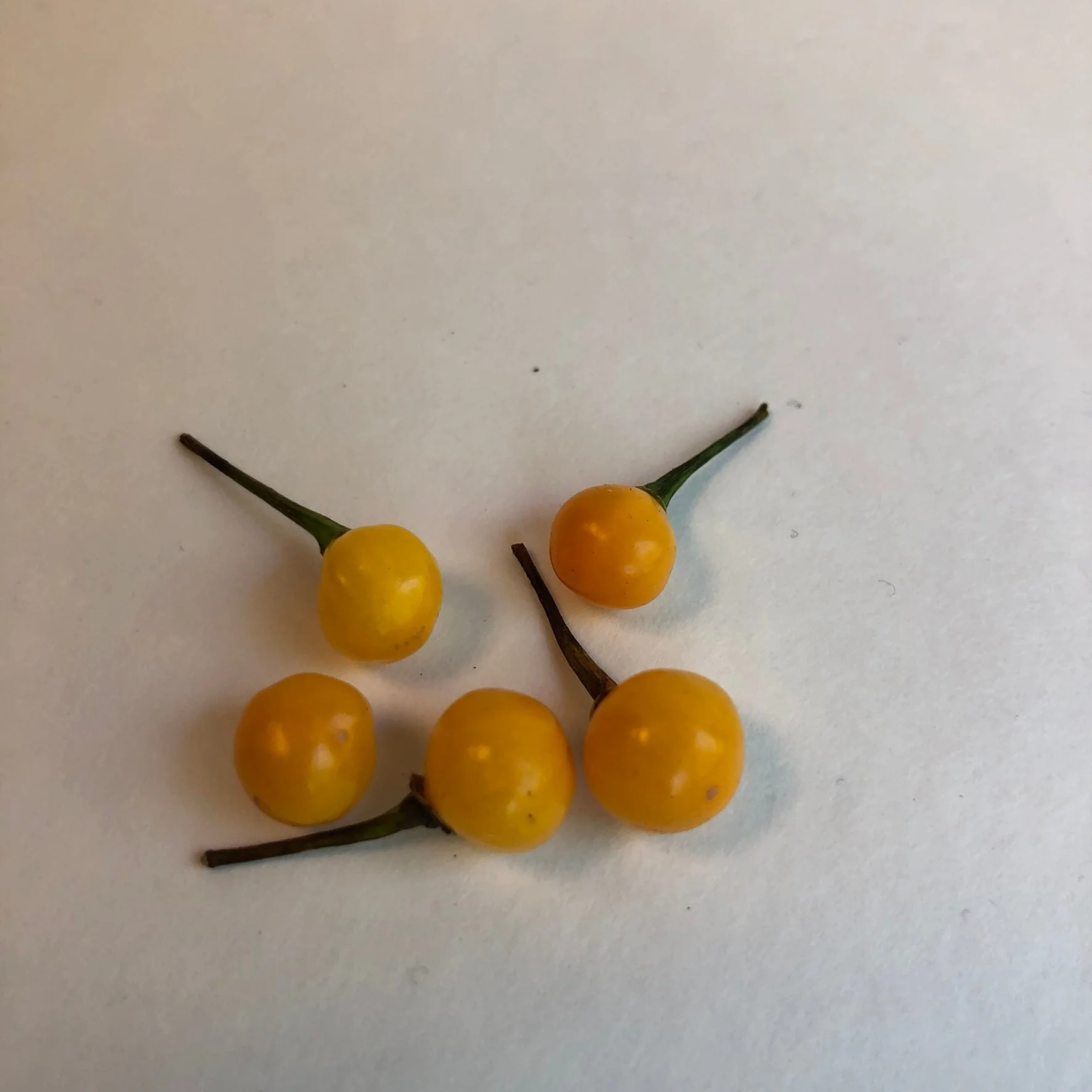 Aji Charapita - Seeds - Image 4