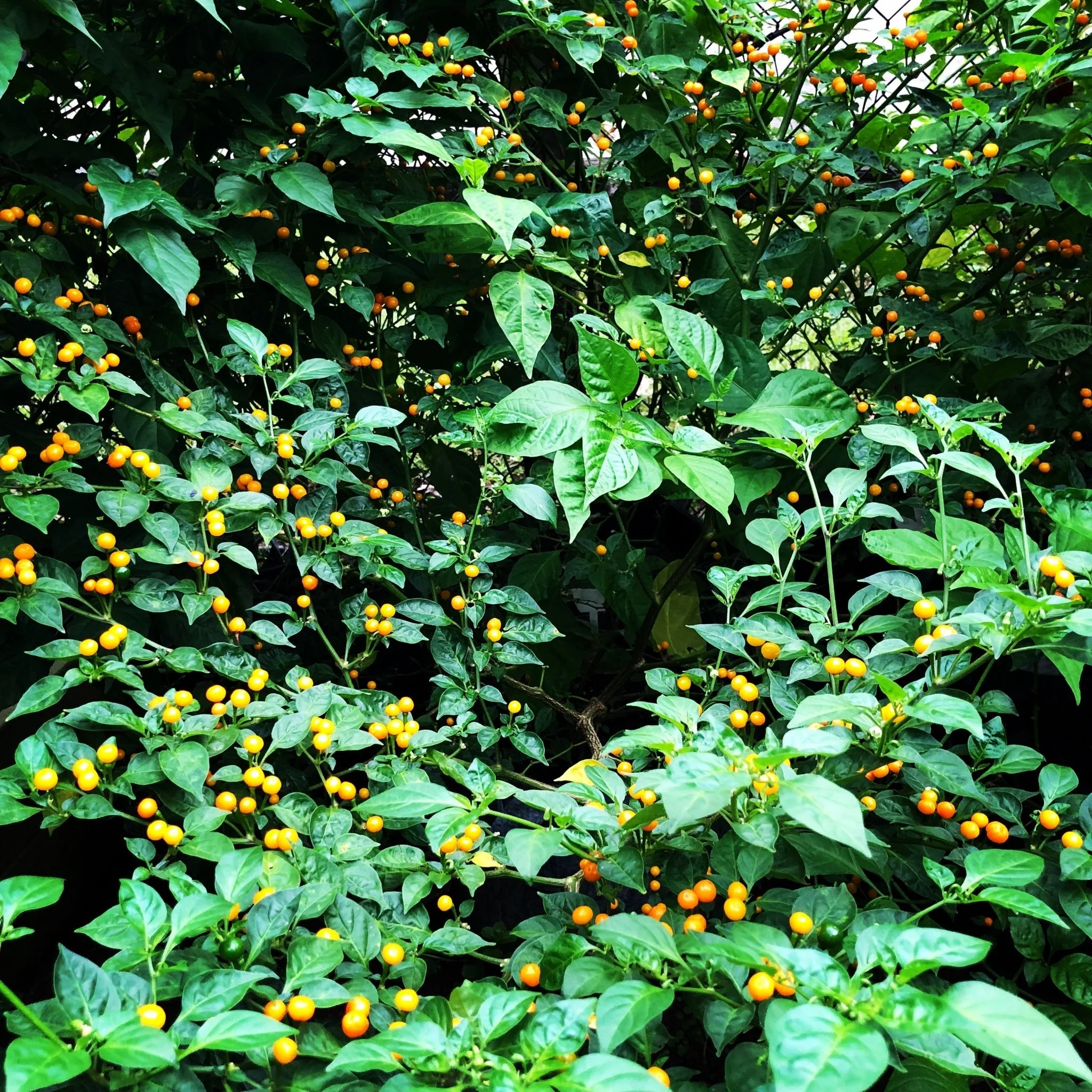 Aji Charapita - Seeds - Image 5