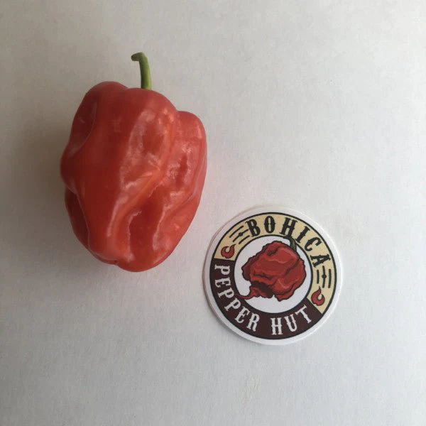 Aji Chombo - Seeds - Image 2