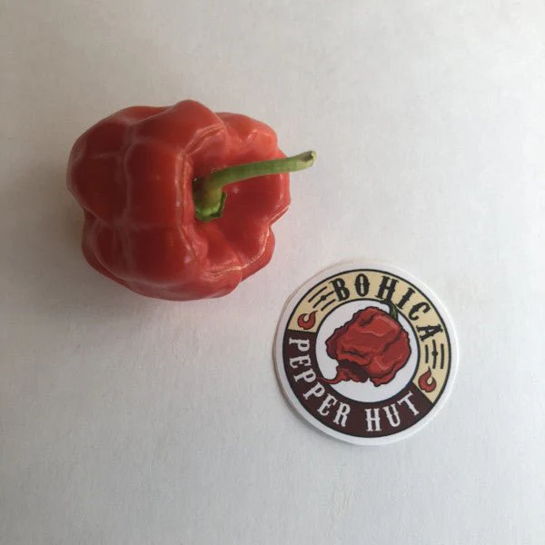 Aji Chombo - Seeds - Image 3