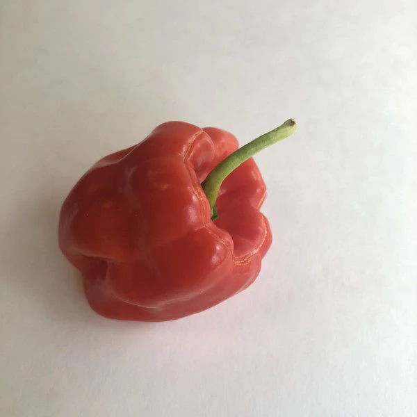 Aji Chombo - Seeds - Image 4