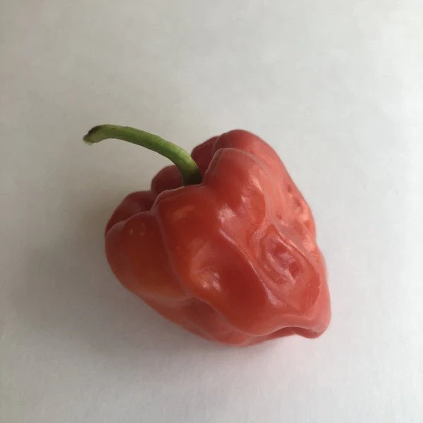 Aji Chombo - Seeds - Image 5