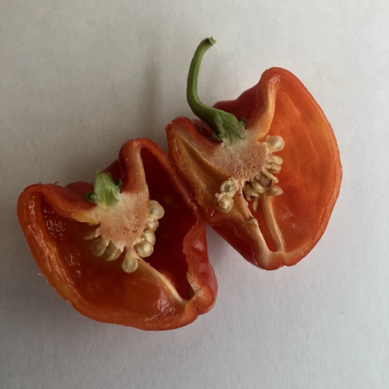 Aji Chombo - Seeds - Image 6