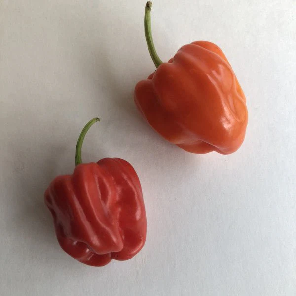 Aji Chombo - Seeds - Image 7