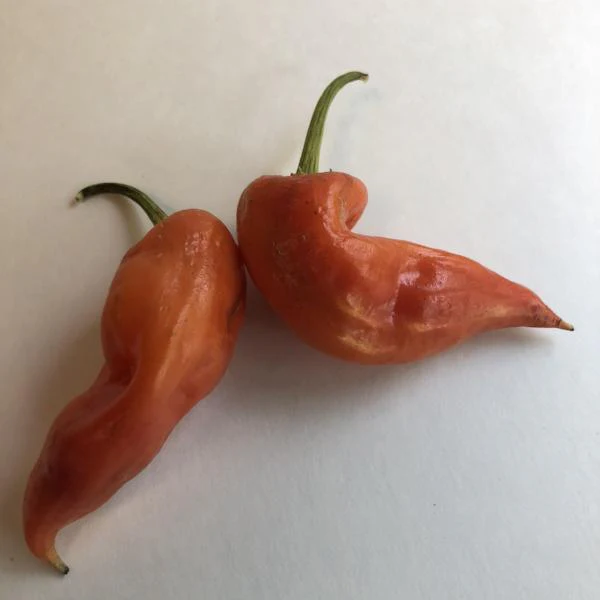 Aji Crystal - Seeds - Image 2
