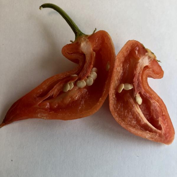 Aji Crystal - Seeds - Image 4