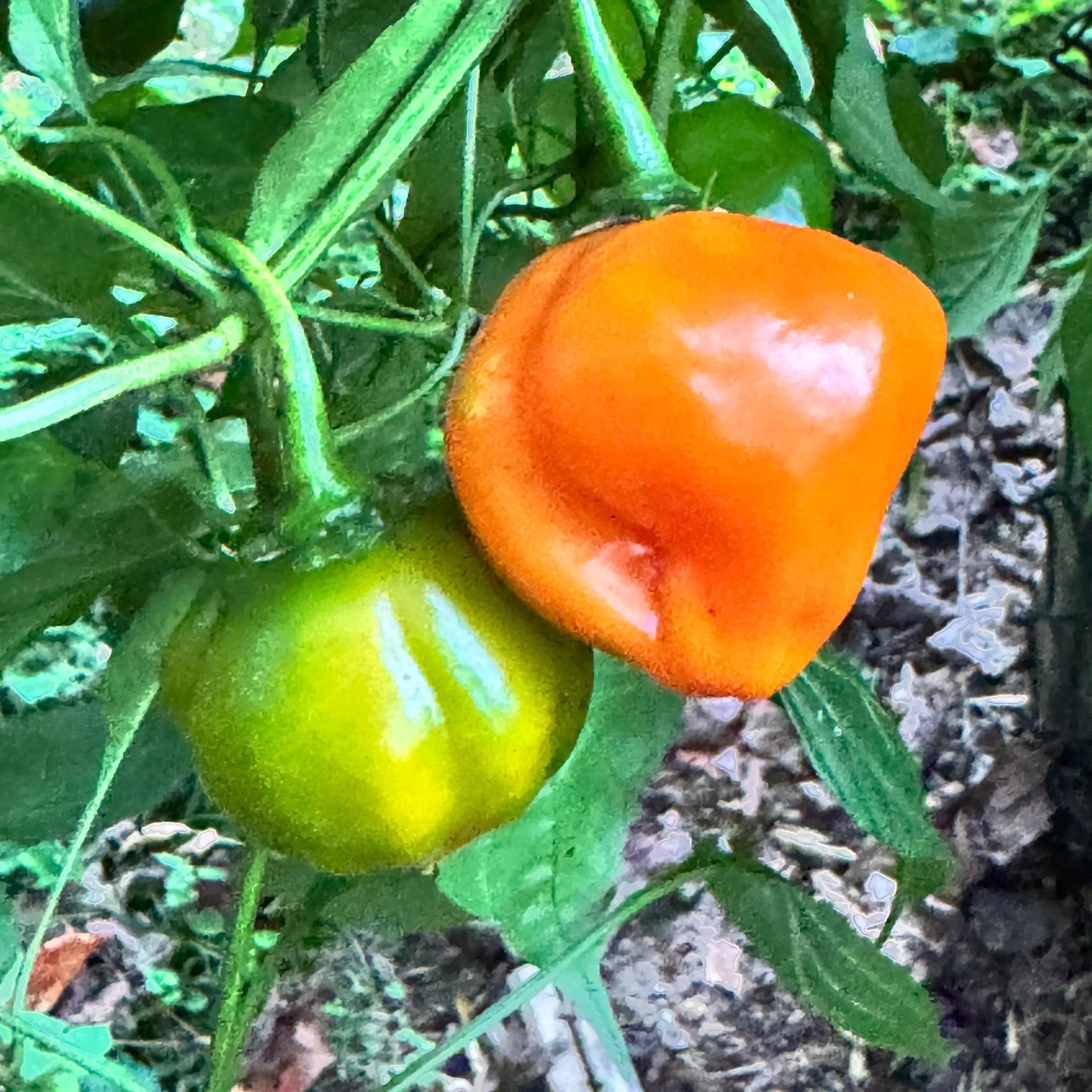 Aji Dulce Orange - Seeds - Image 2