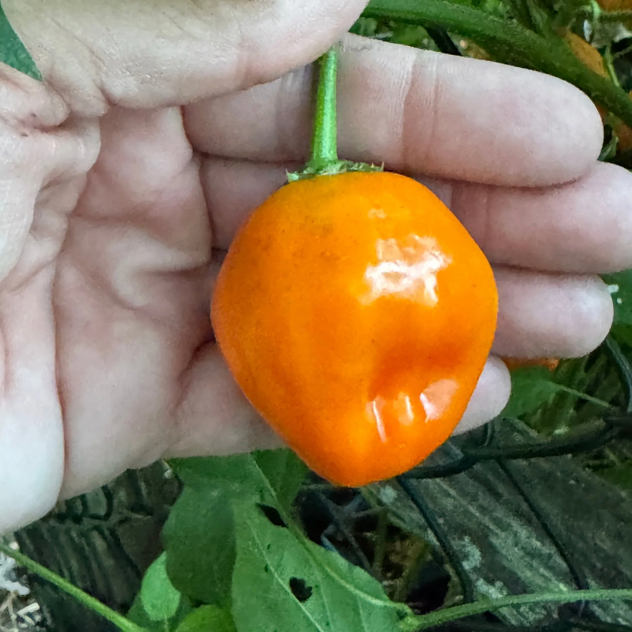 Aji Dulce Orange - Seeds - Image 3