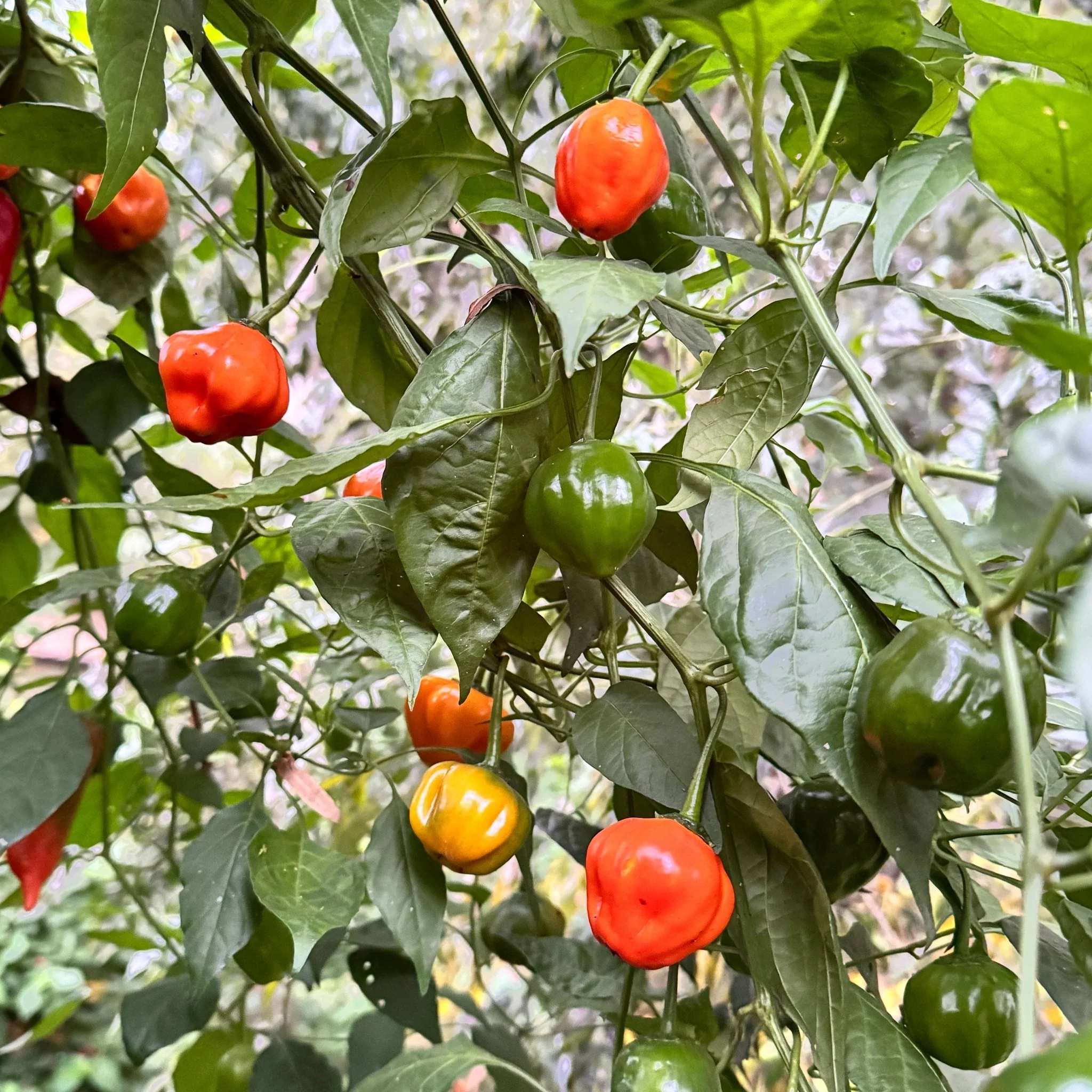 Aji Dulce Orange - Seeds - Image 4