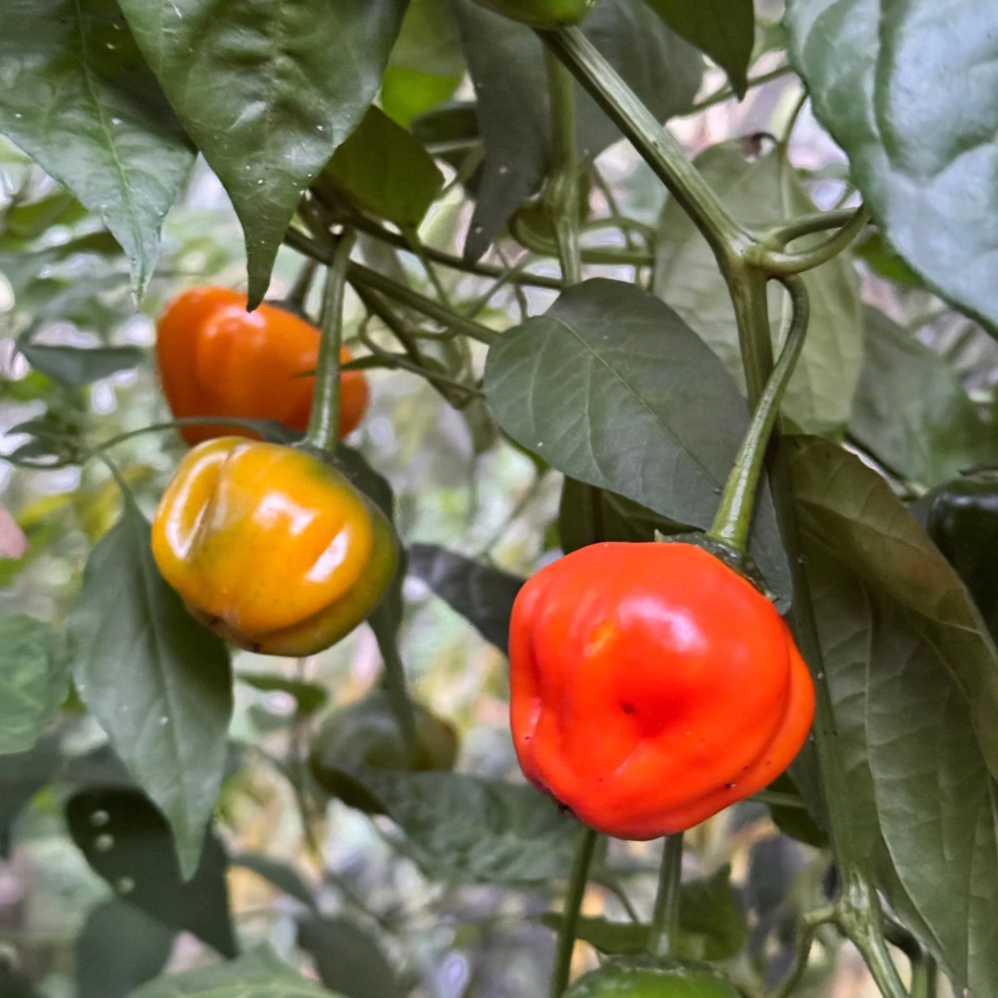Aji Dulce Orange - Seeds - Image 5
