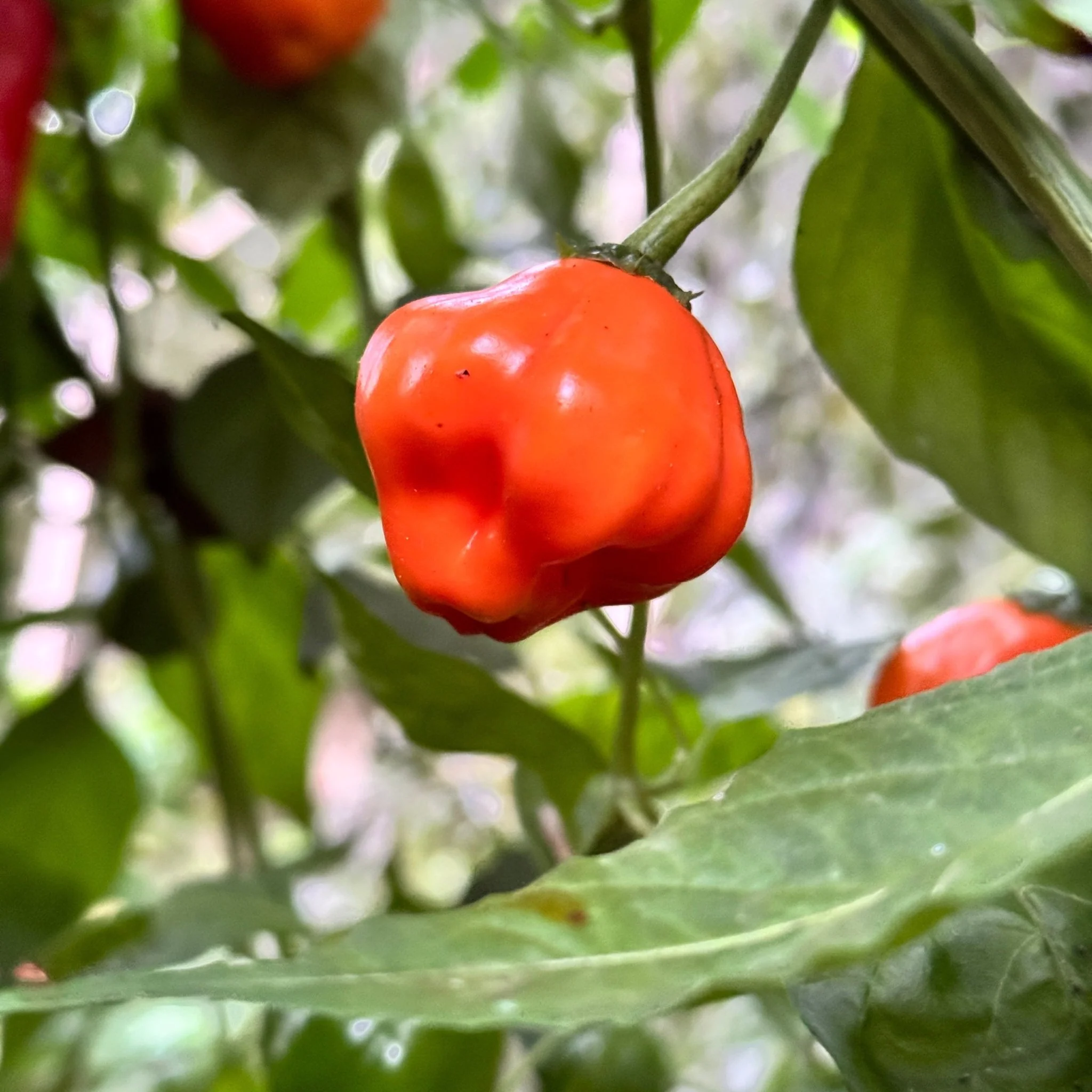 Aji Dulce Orange - Seeds - Image 6