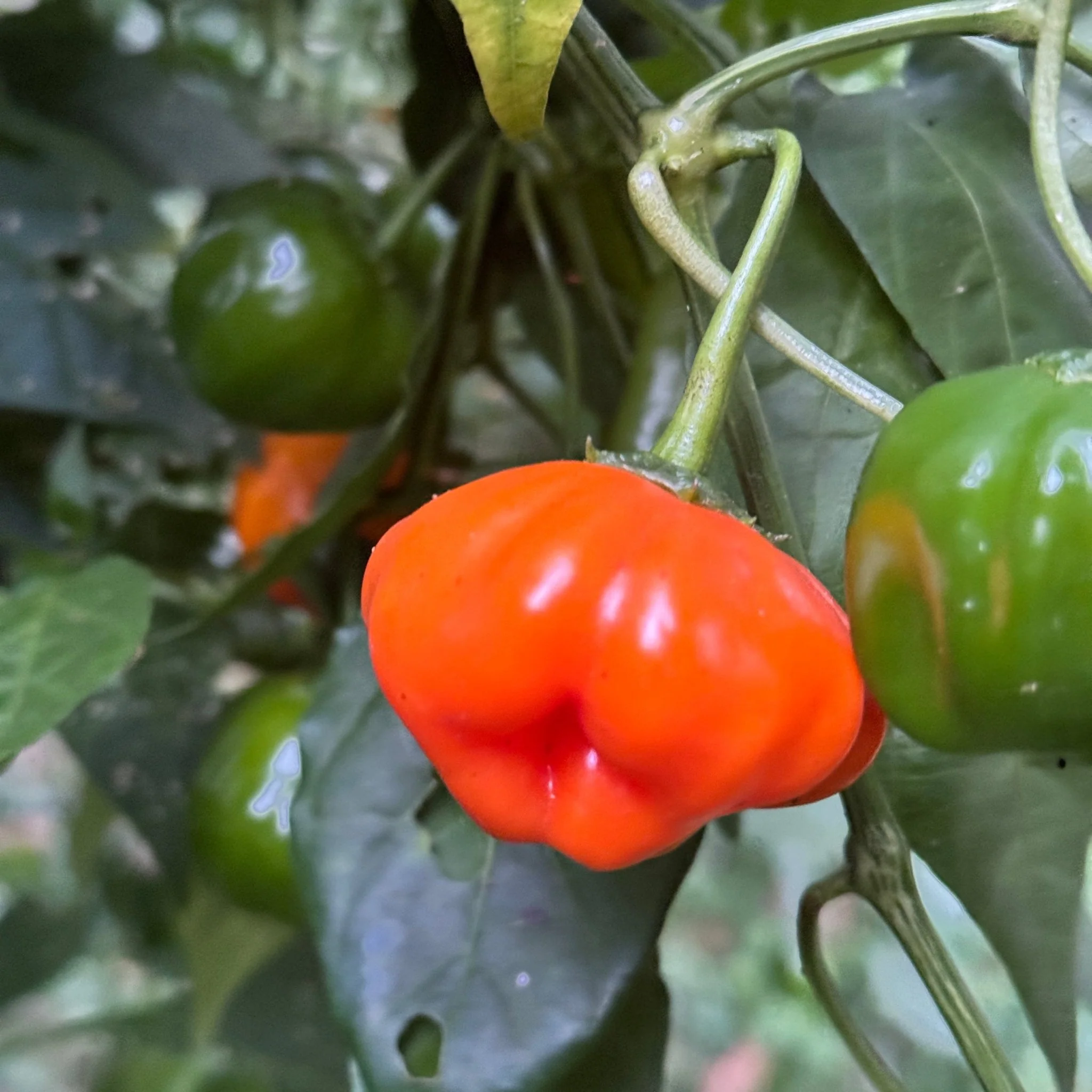 Aji Dulce Orange - Seeds - Image 7