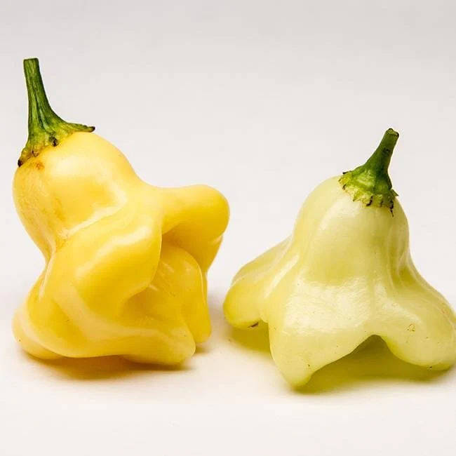 Aji Fantasy Chili Pepper Seeds - Image 2