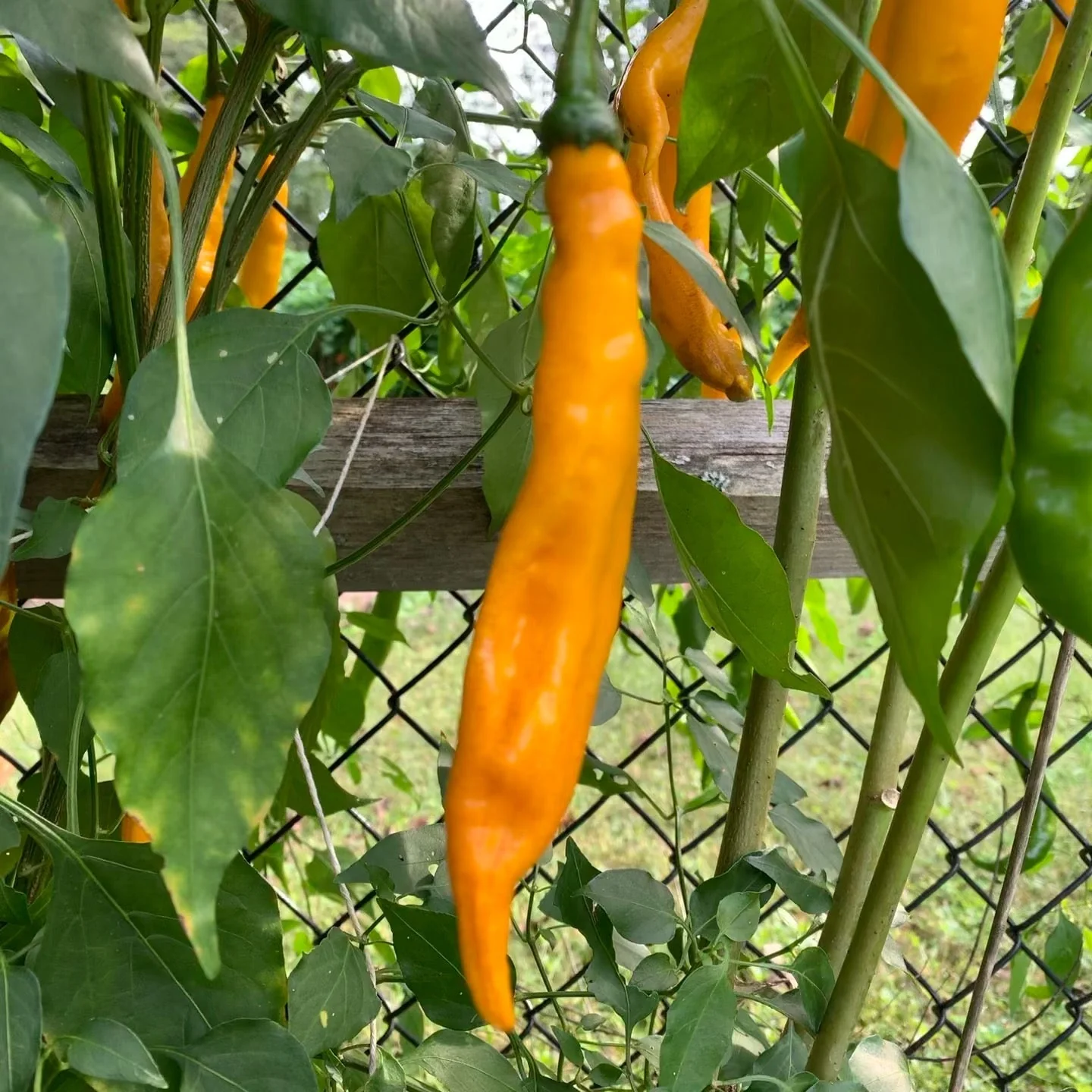Aji Guyana - Seeds - Image 2