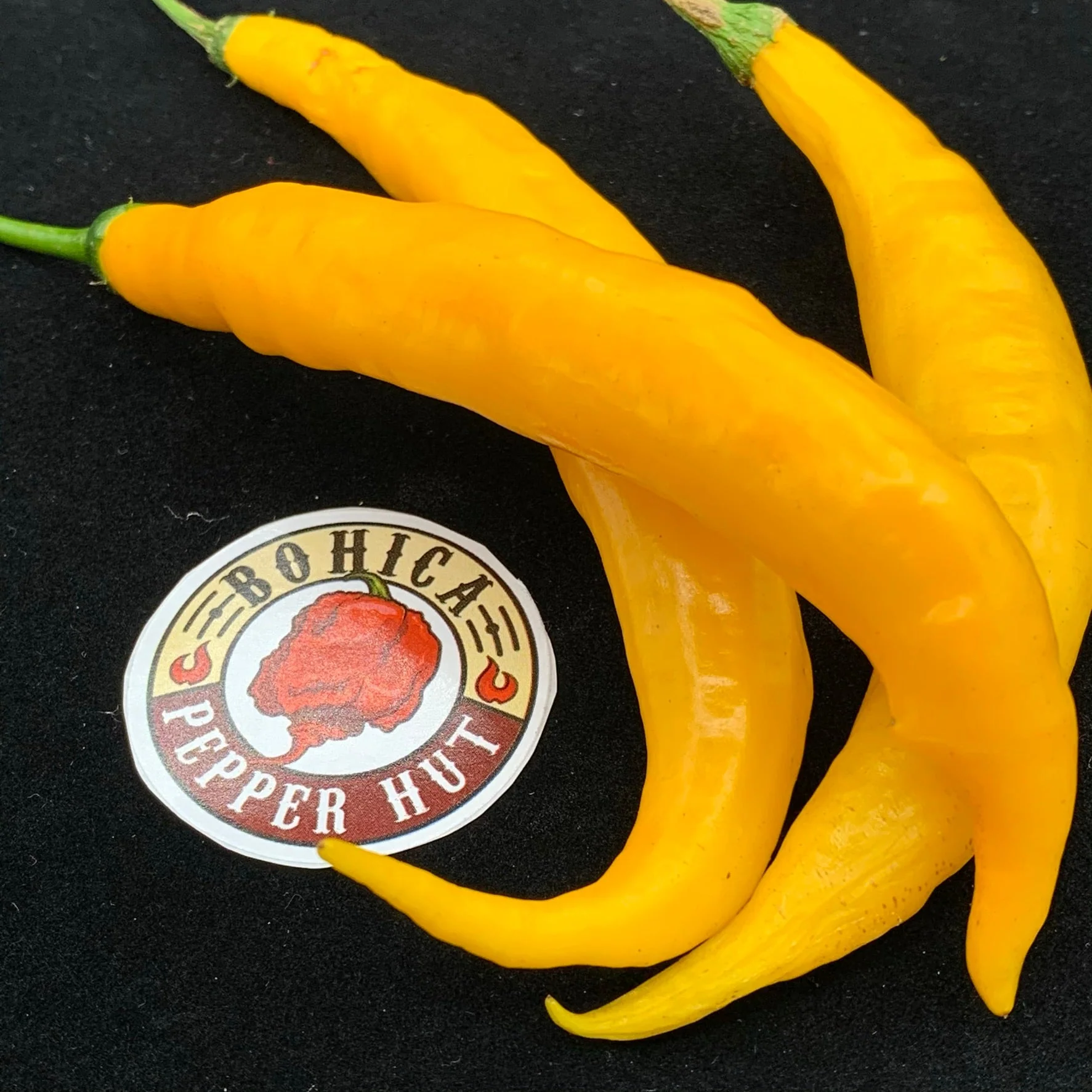 Aji Guyana - Seeds - Image 3