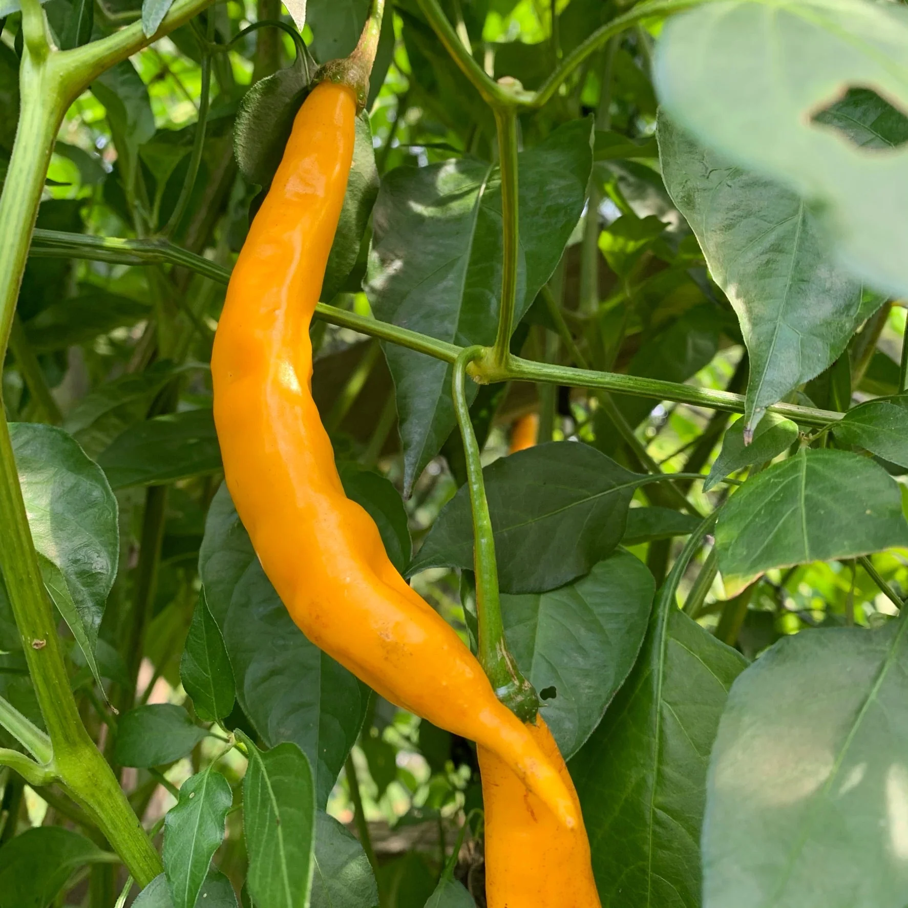Aji Guyana - Seeds - Image 4