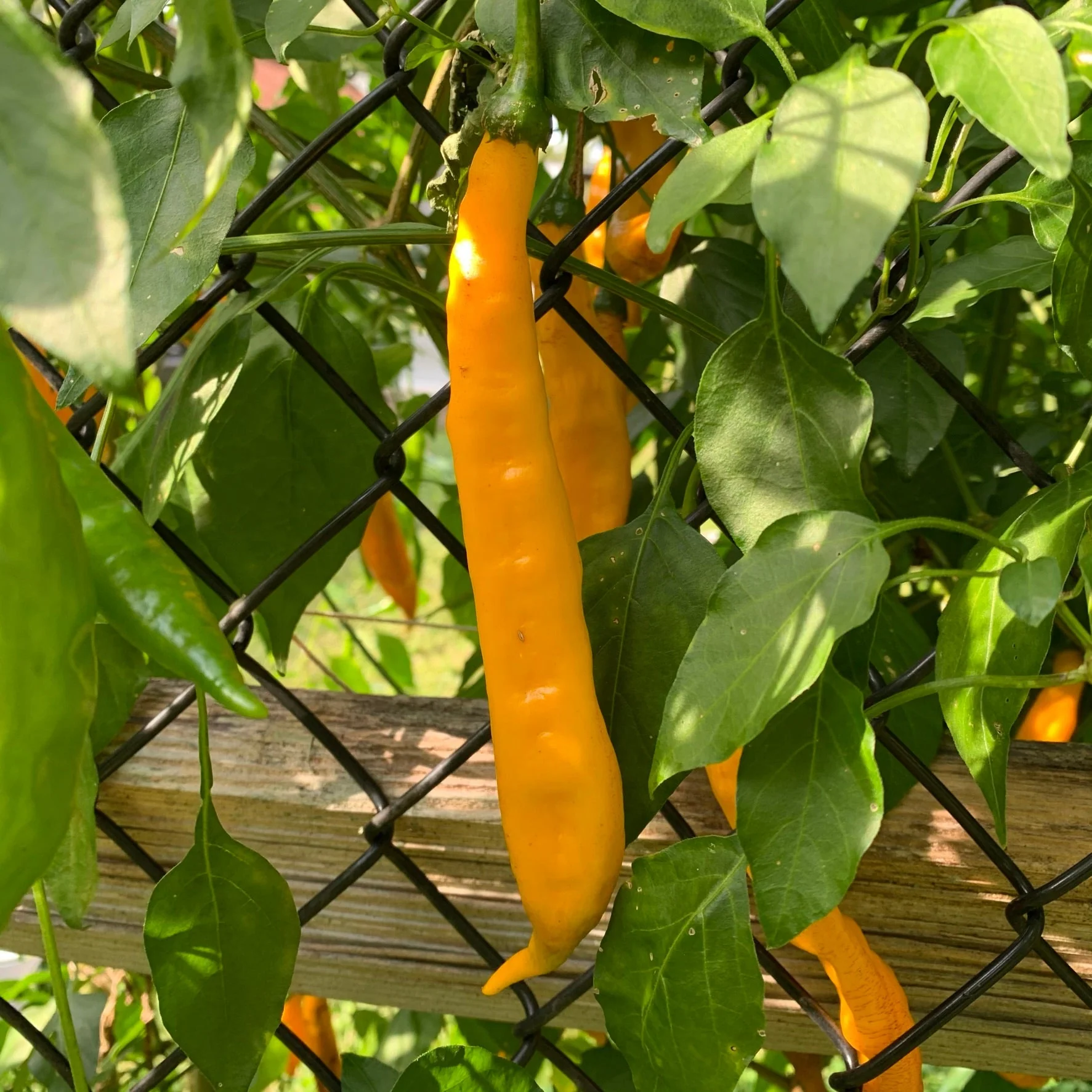 Aji Guyana - Seeds - Image 5