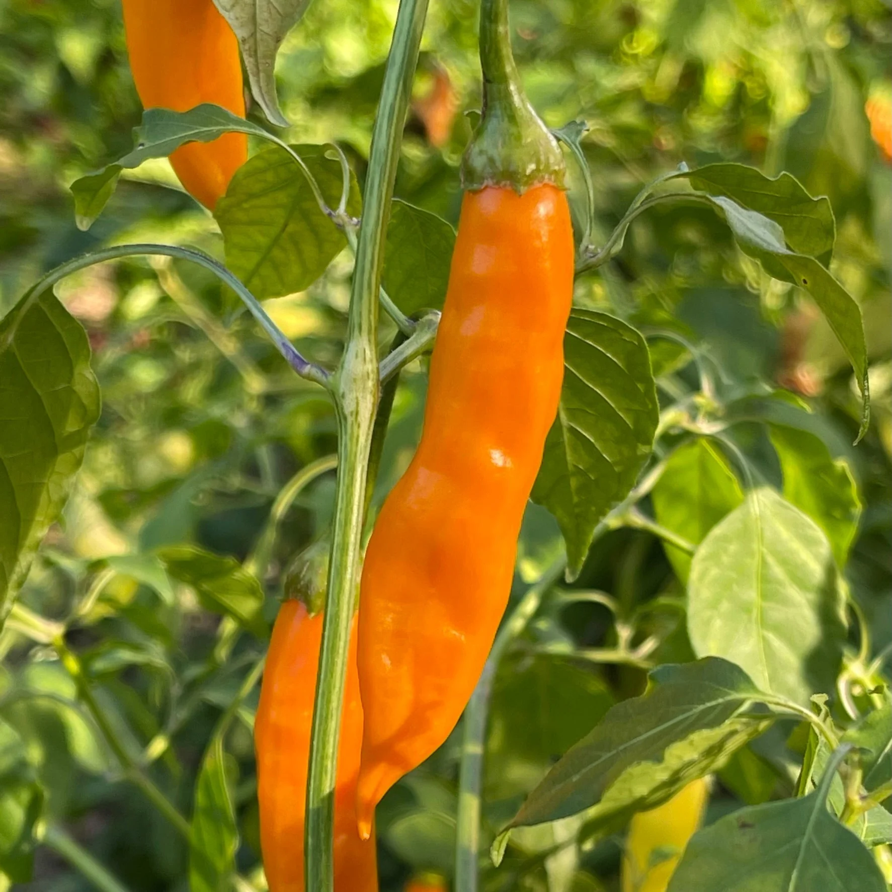 Aji Habanero - Seeds - Image 2