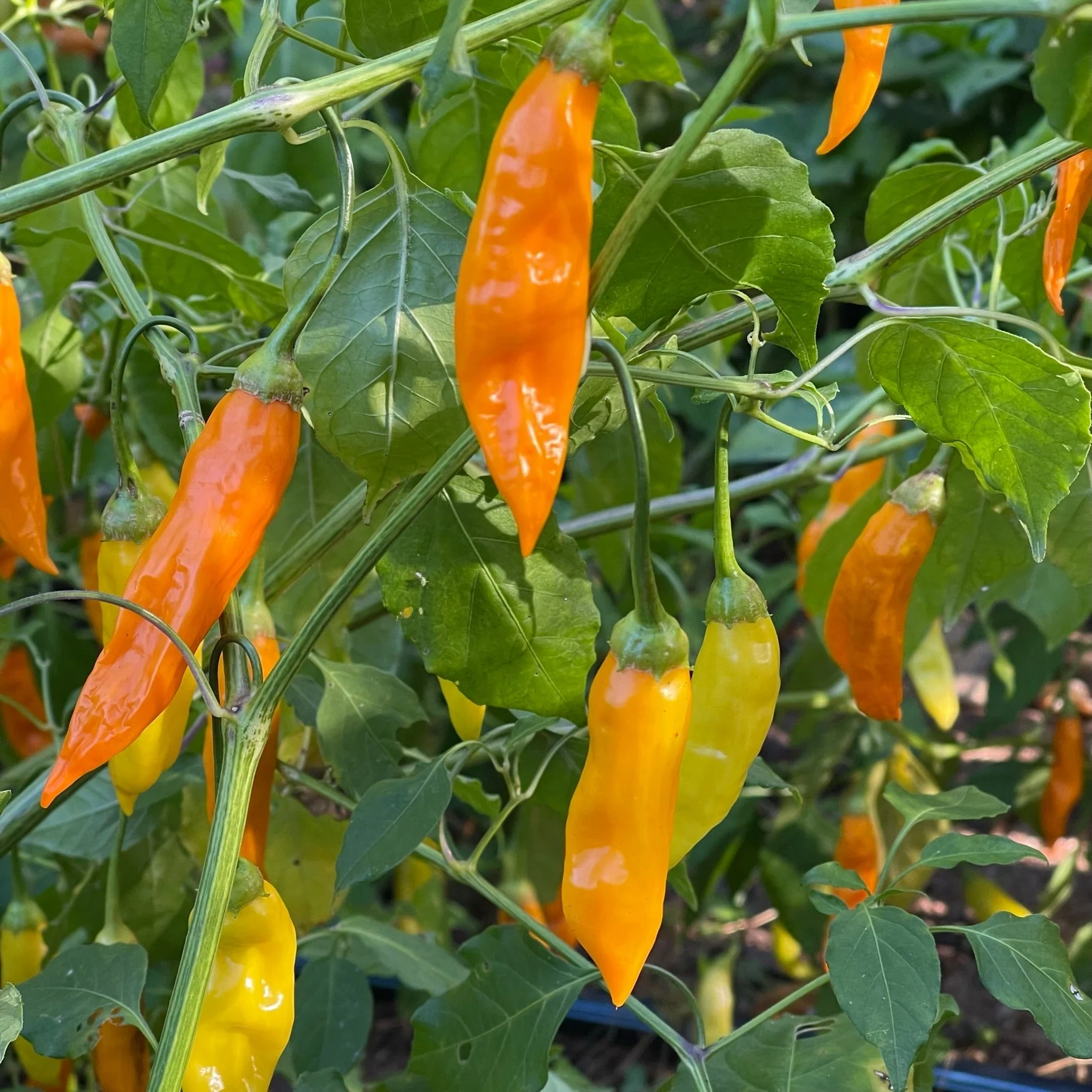Aji Habanero - Seeds - Image 3