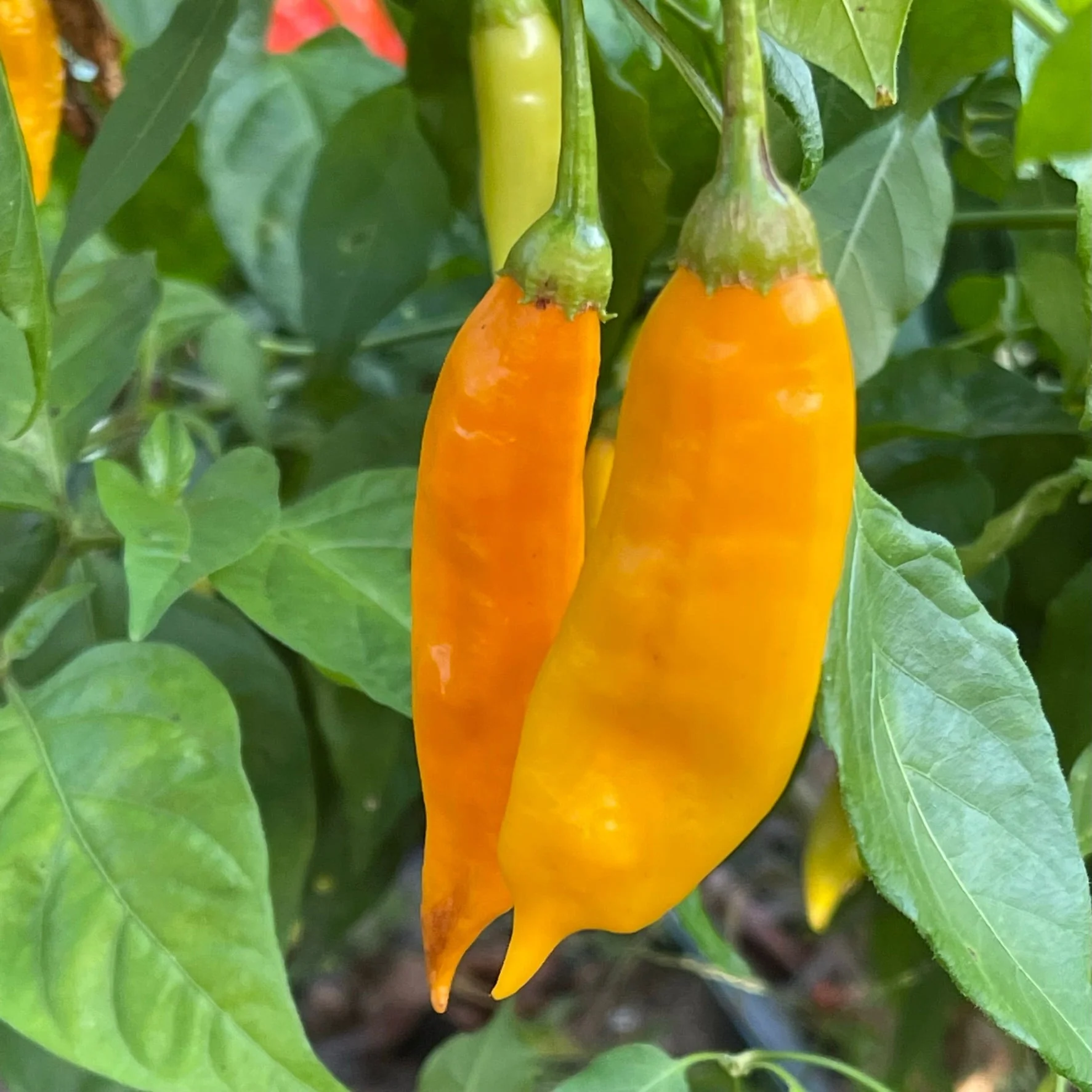 Aji Habanero - Seeds - Image 4