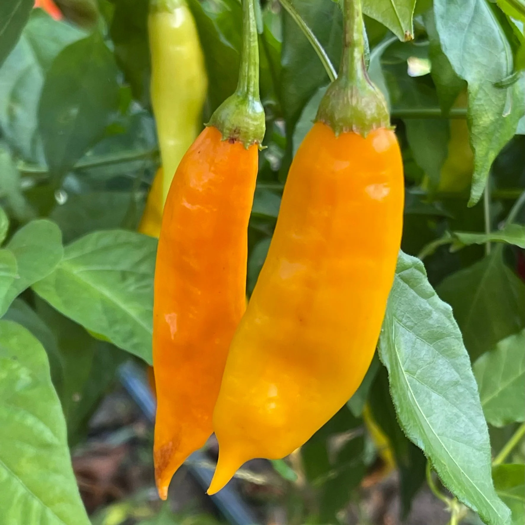 Aji Habanero - Seeds - Image 5