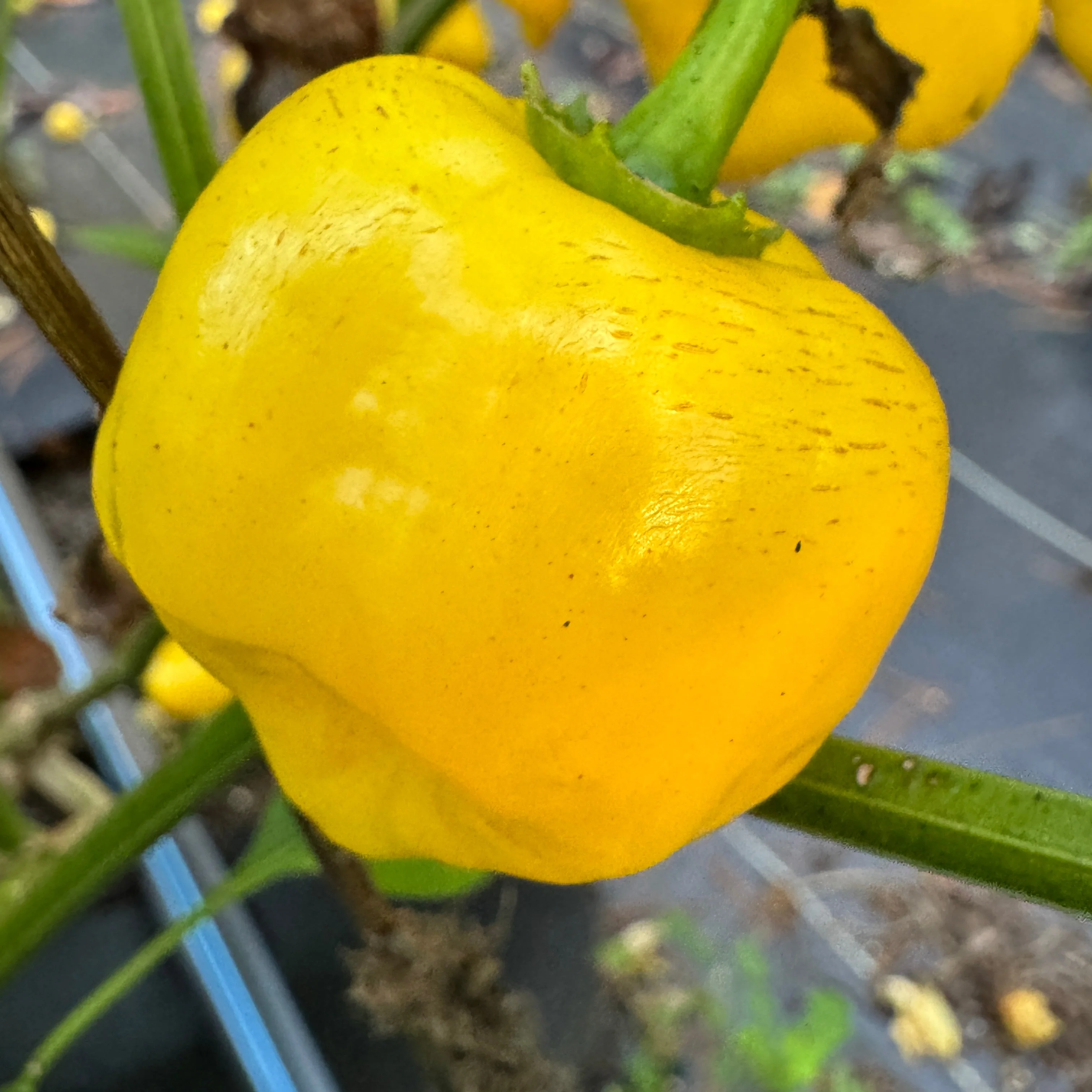 Aji Lemon Balls - Seeds - Image 2