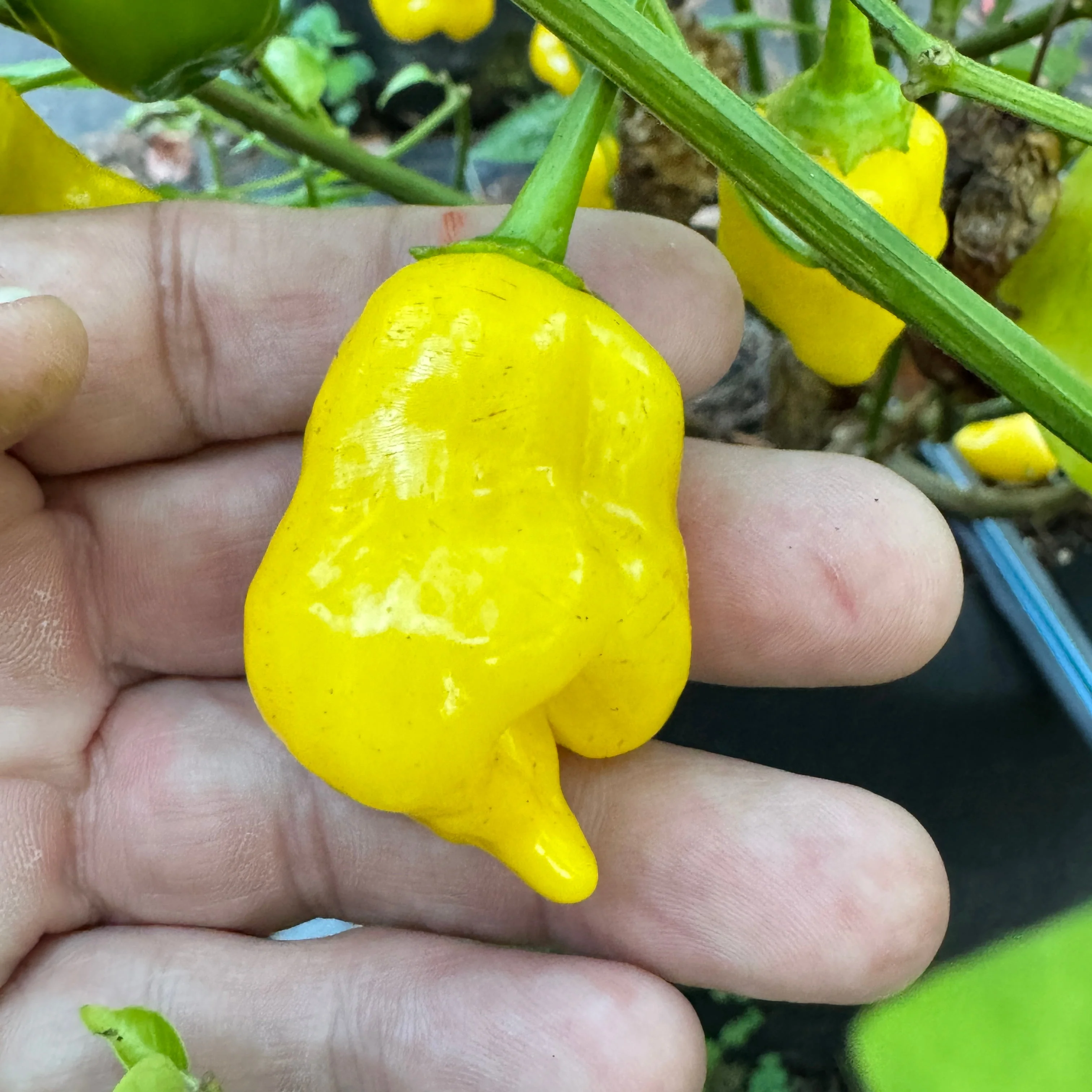 Aji Lemon Balls - Seeds - Image 3