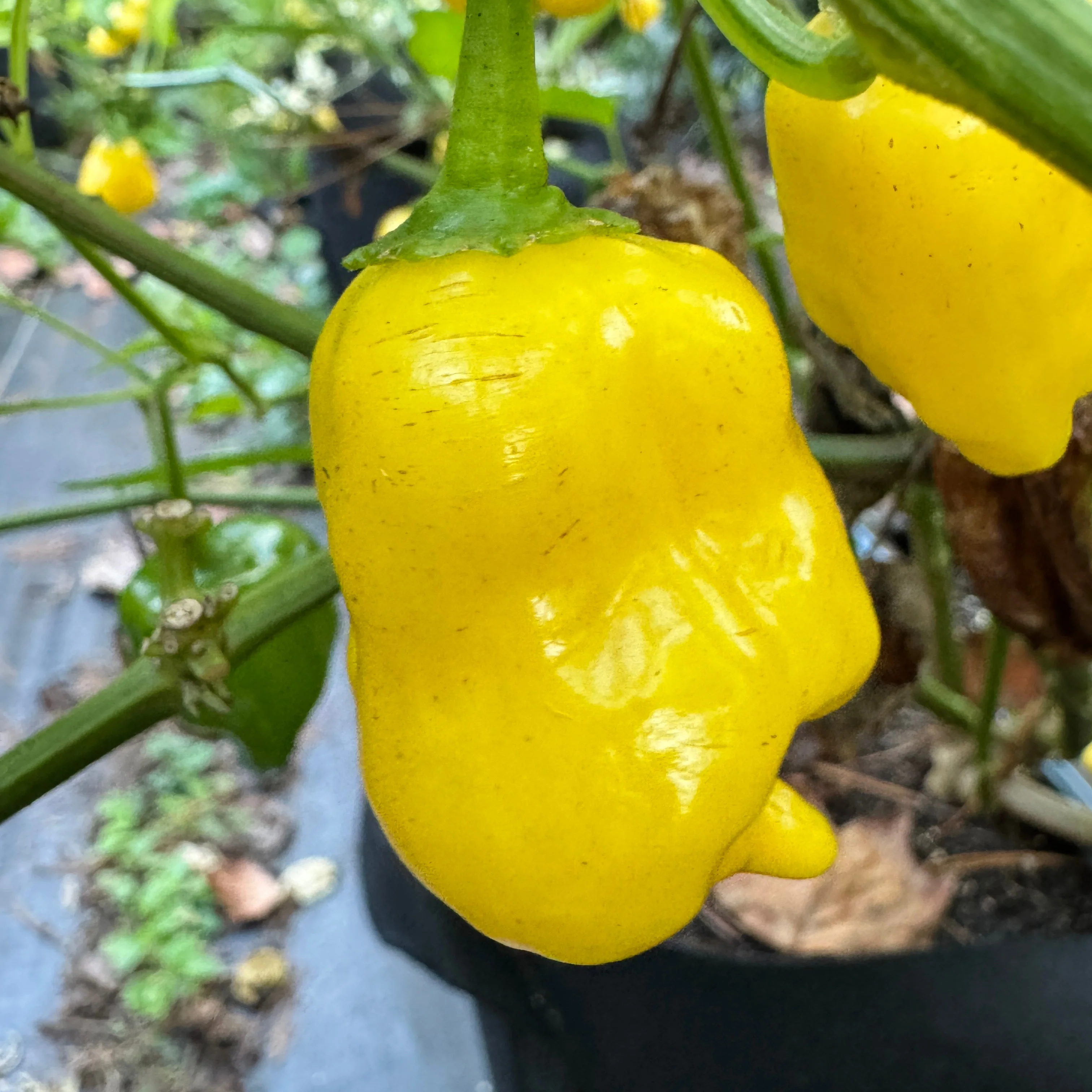 Aji Lemon Balls - Seeds - Image 4