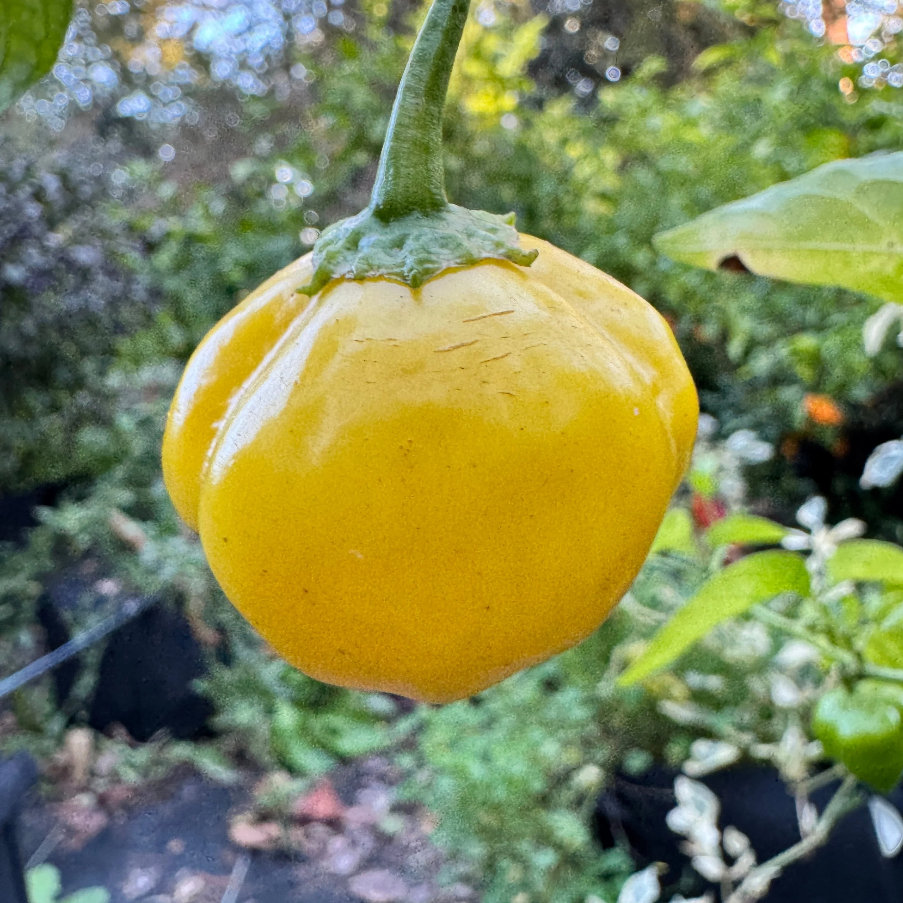 Aji Lemon Balls - Seeds - Image 5