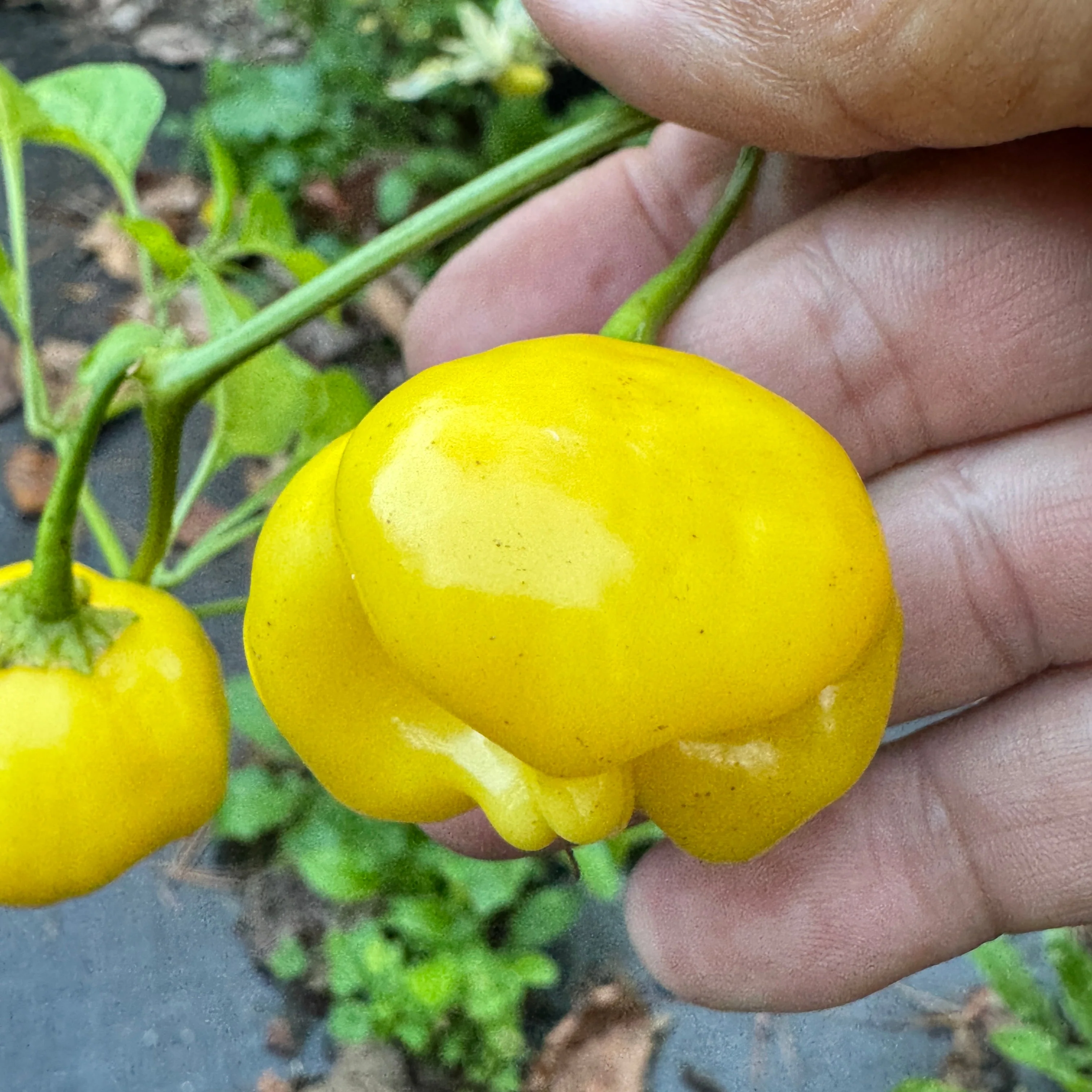 Aji Lemon Balls - Seeds - Image 6