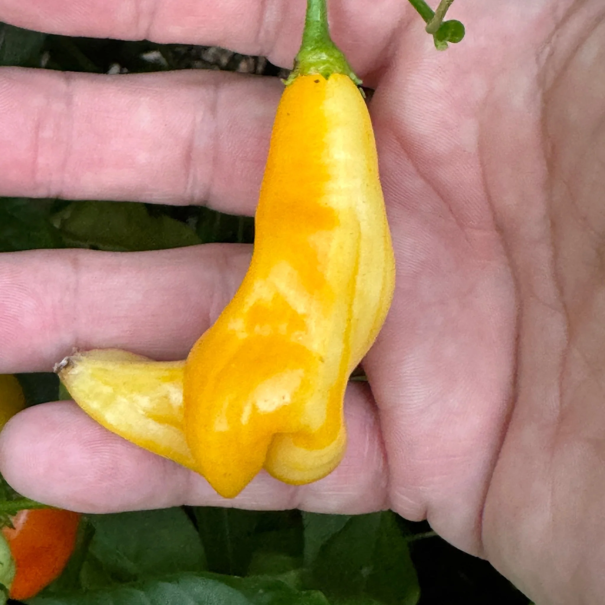 Aji Monika - Seeds - Image 2