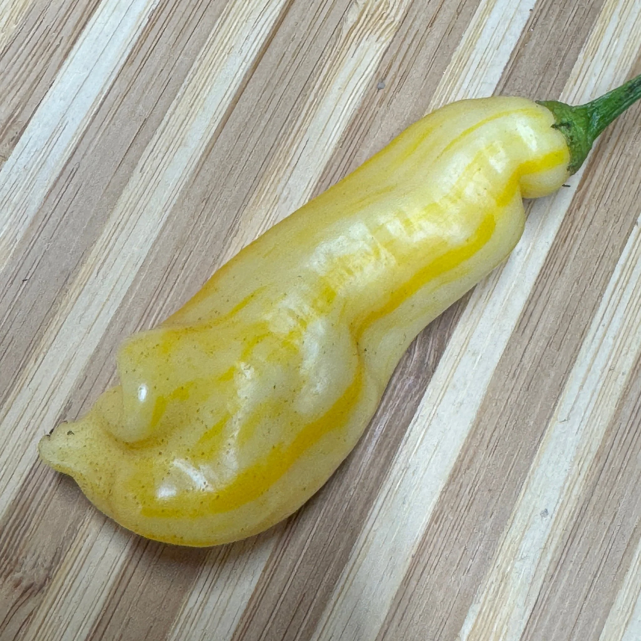 Aji Monika - Seeds - Image 3