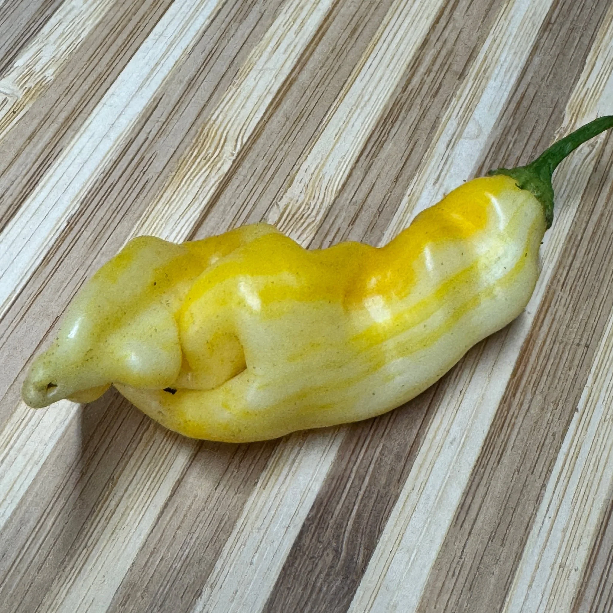 Aji Monika - Seeds - Image 4