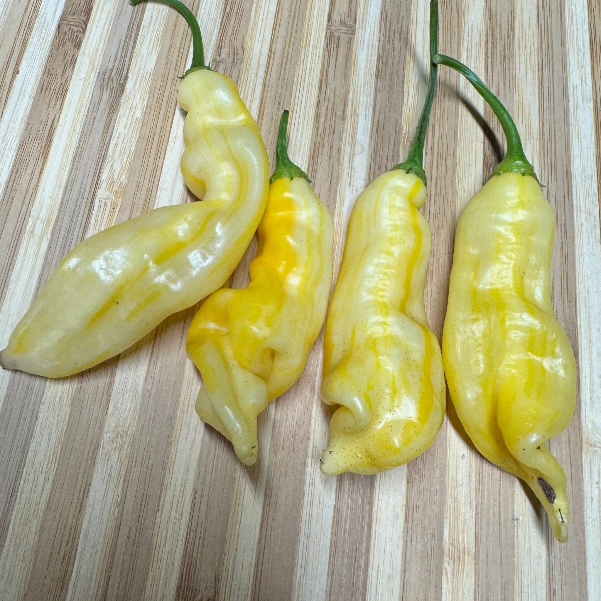 Aji Monika - Seeds - Image 5