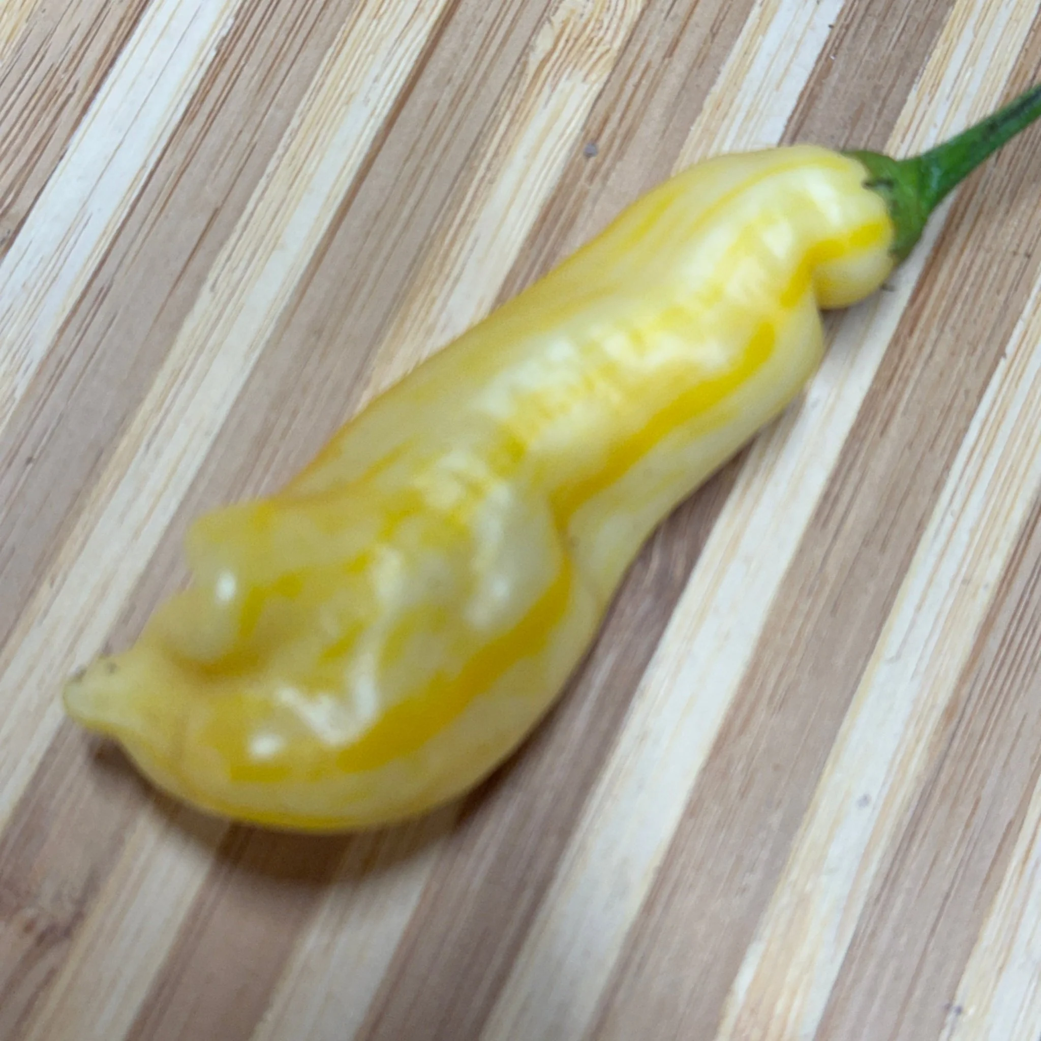 Aji Monika - Seeds - Image 6