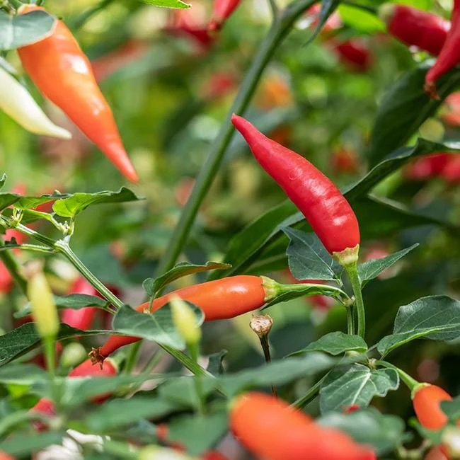 Aji Omnicolor Pepper Seeds - Image 4