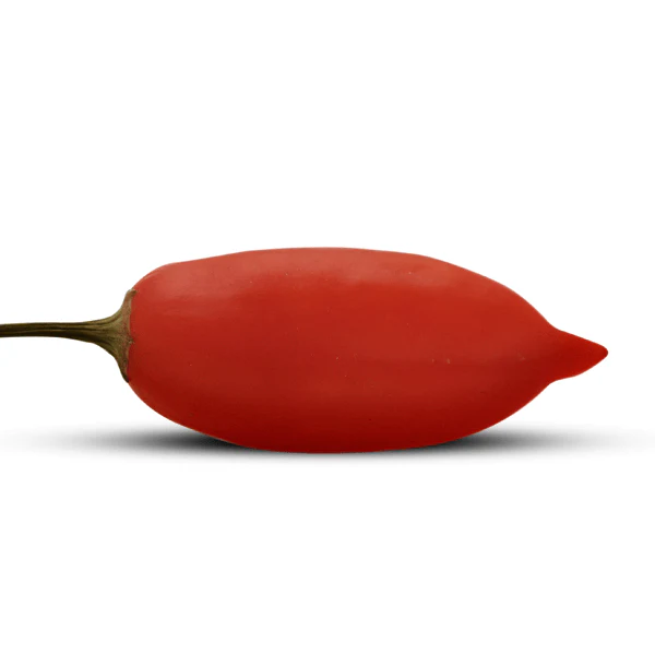 Aji Omnicolor Pepper Seeds - Image 5